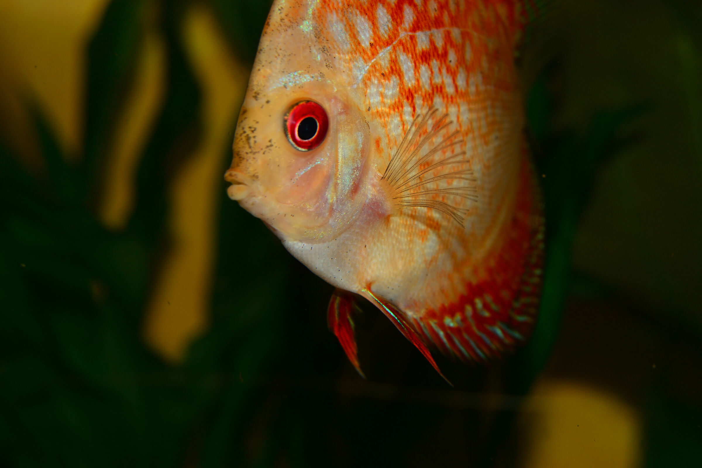 Il Discus