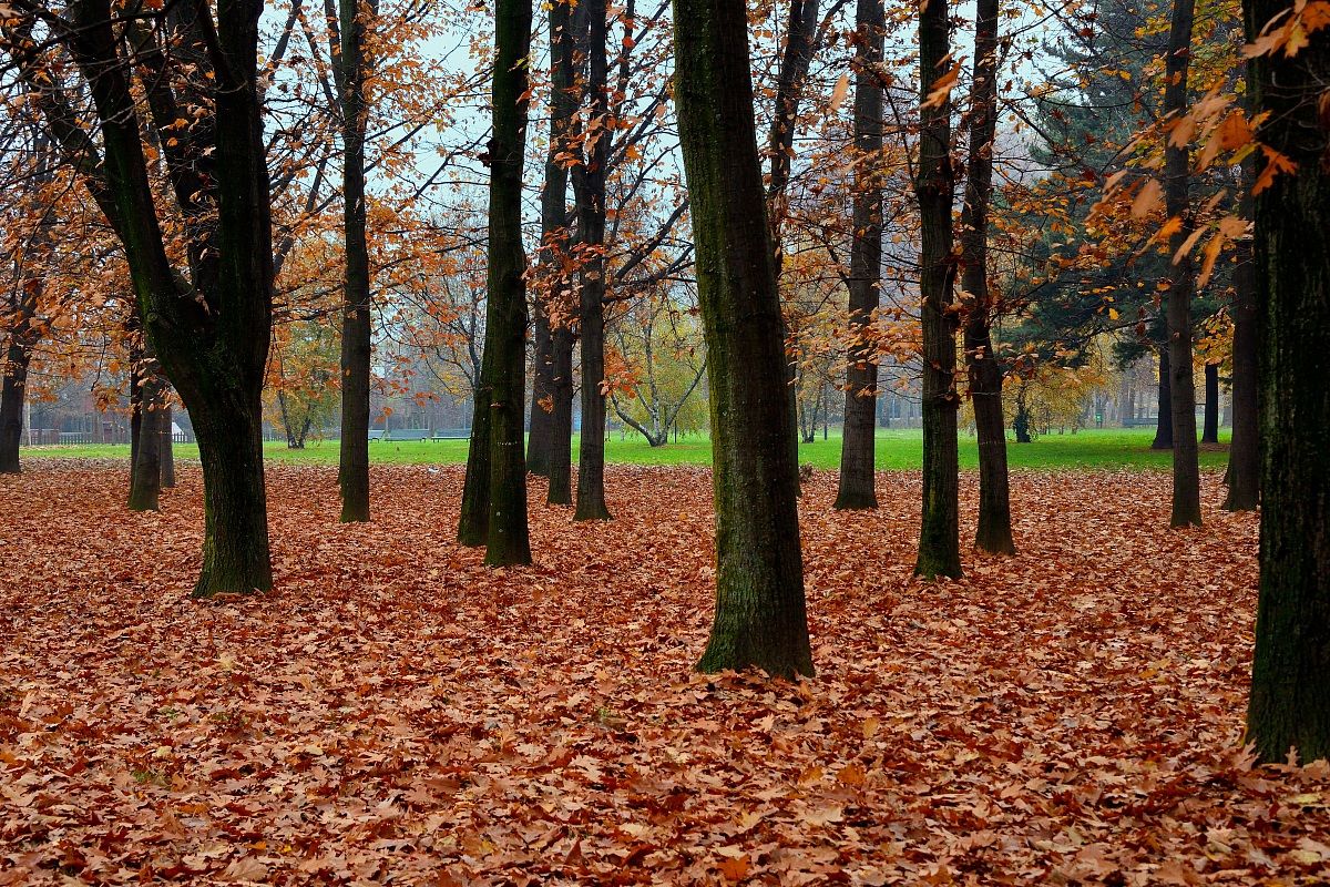 Alberi al Parco Nord Milano