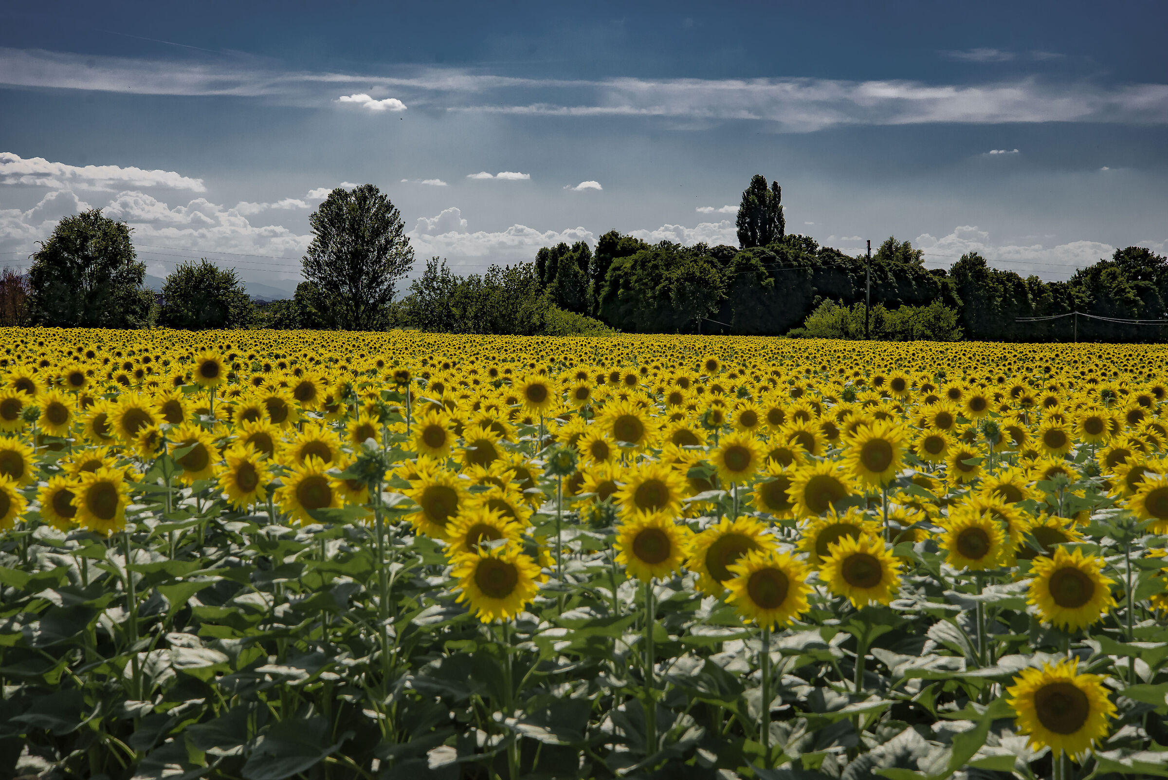 Sunflowers