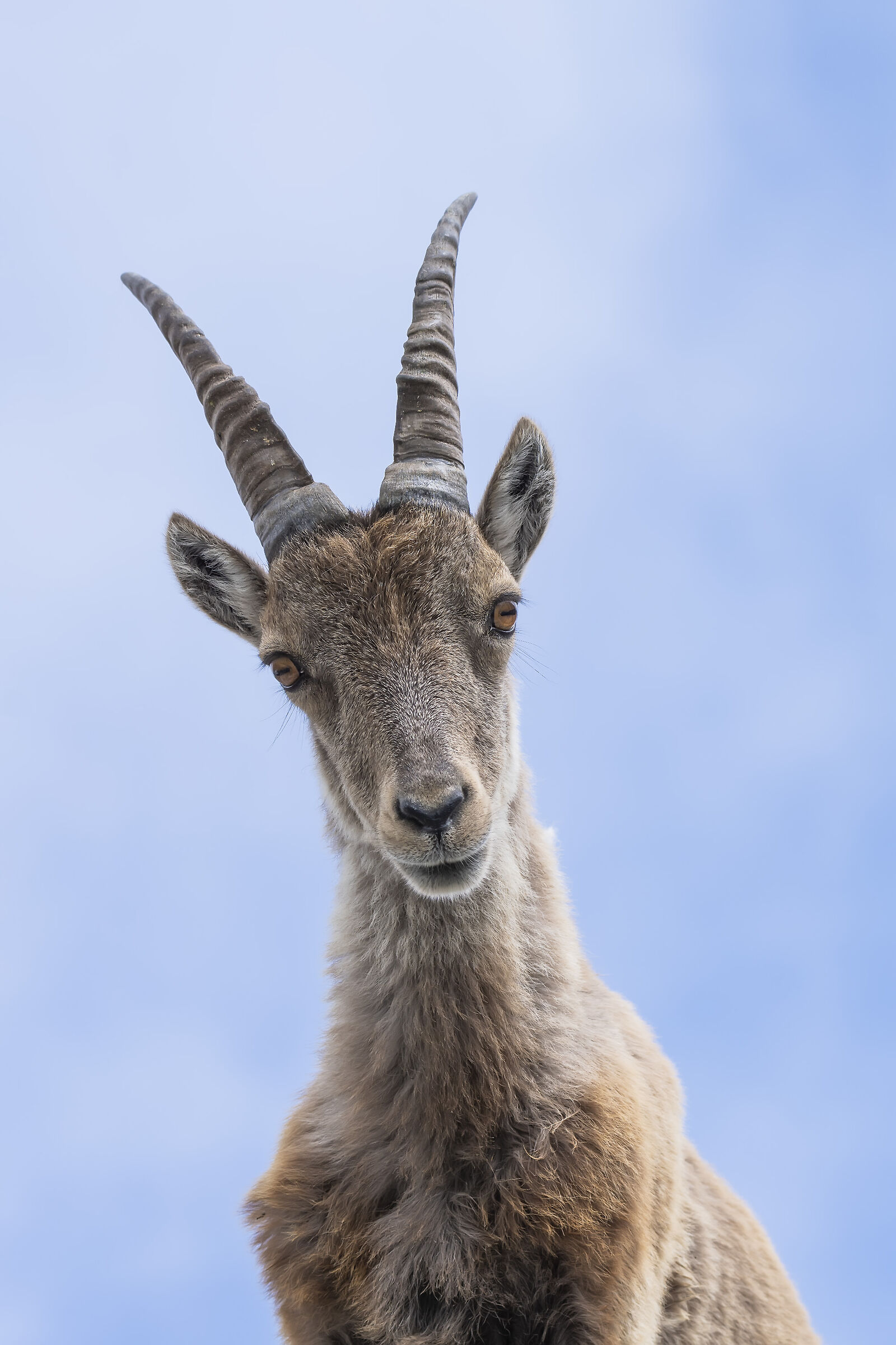 Female Ibex