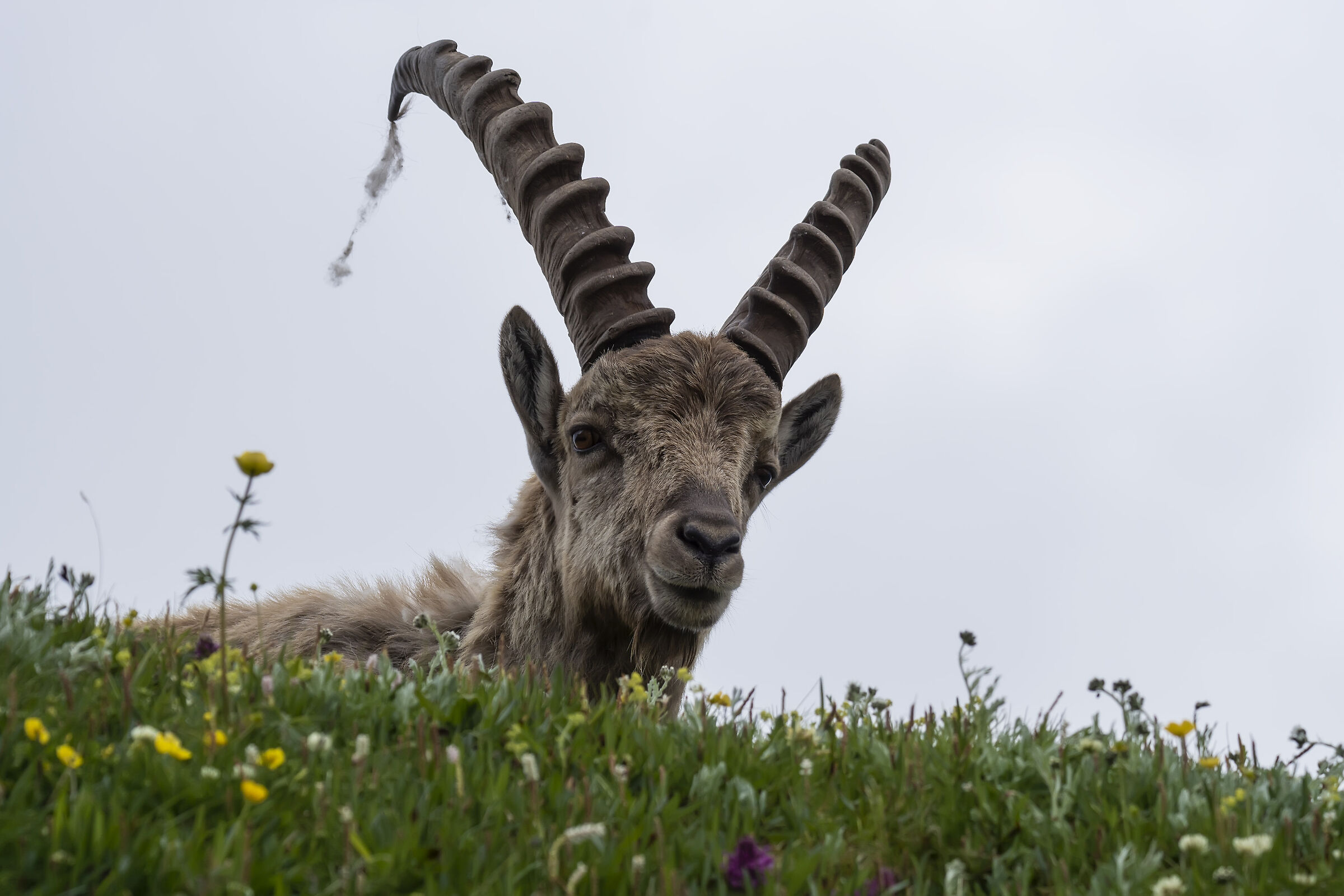 Adult Ibex in Relax