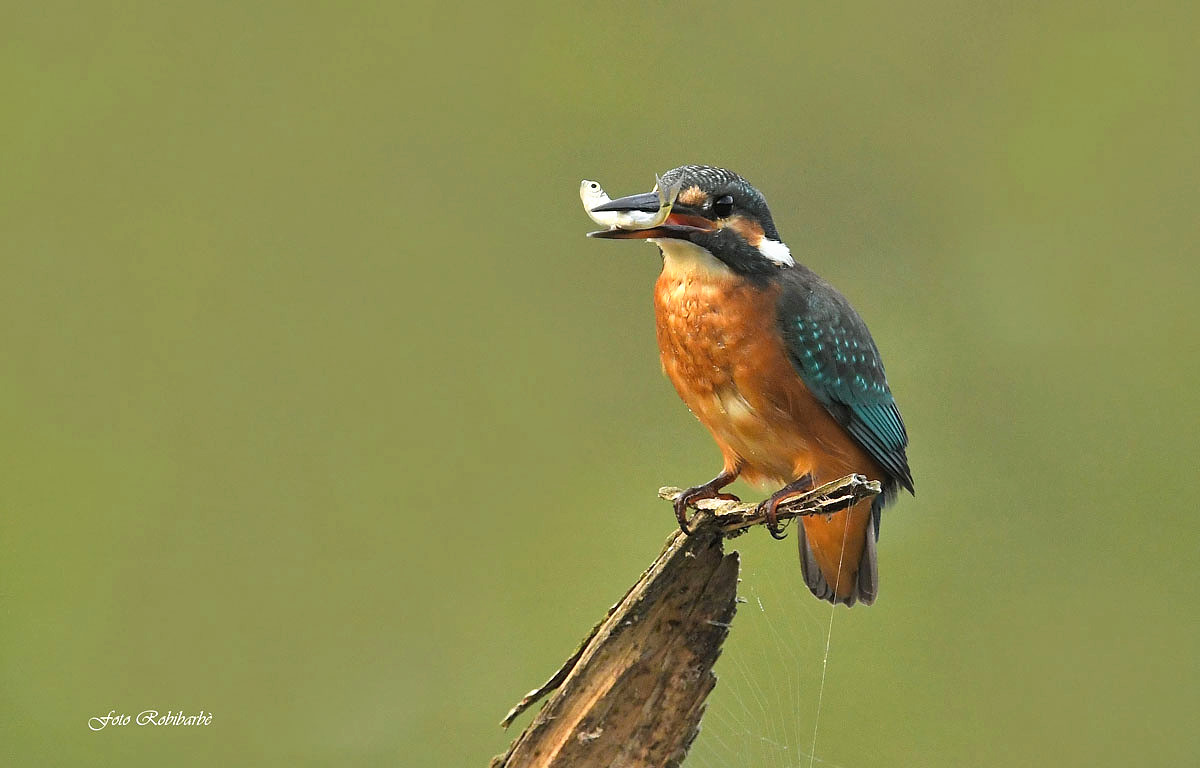 Kingfisher...