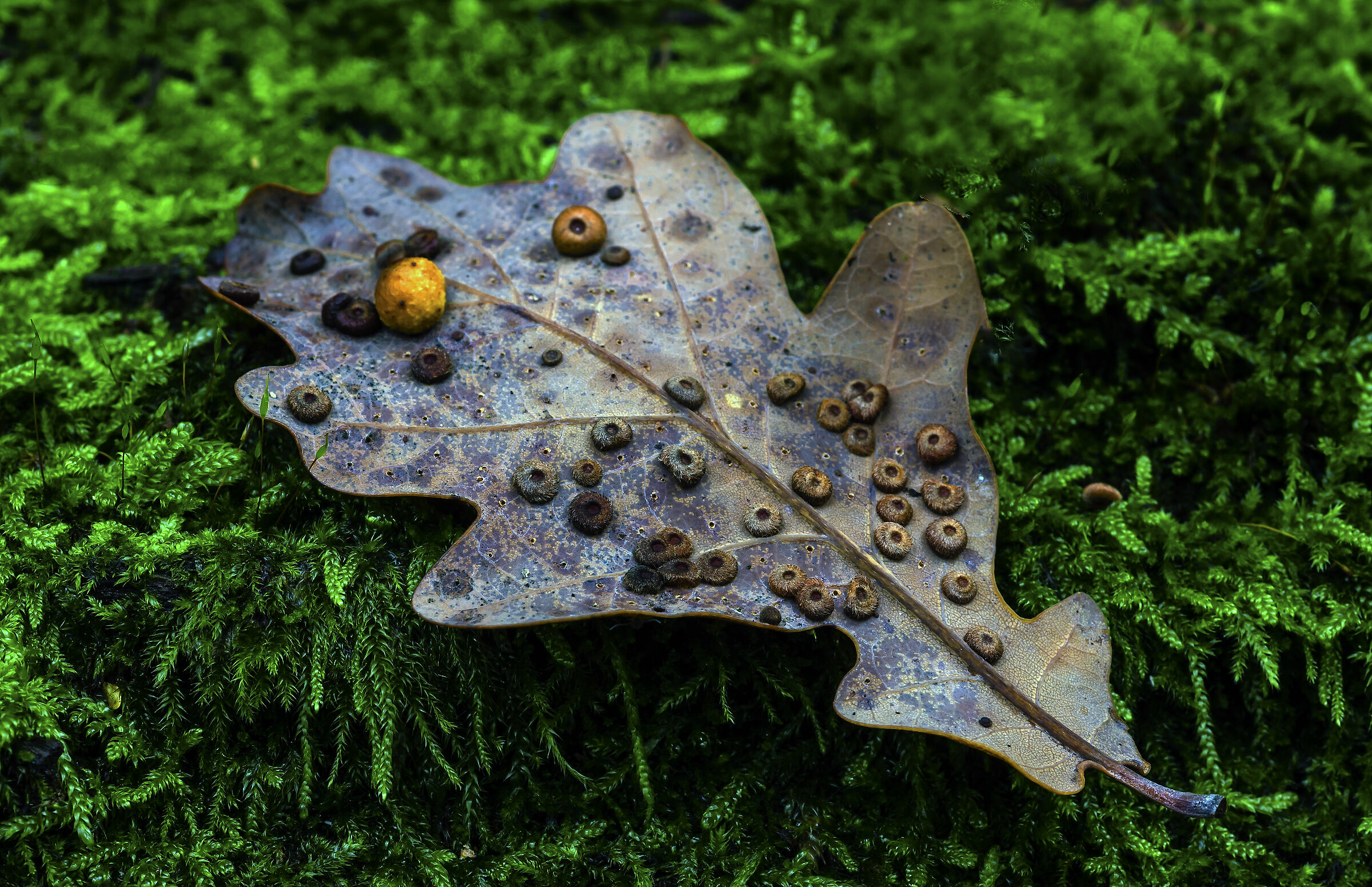 Rusty leaf