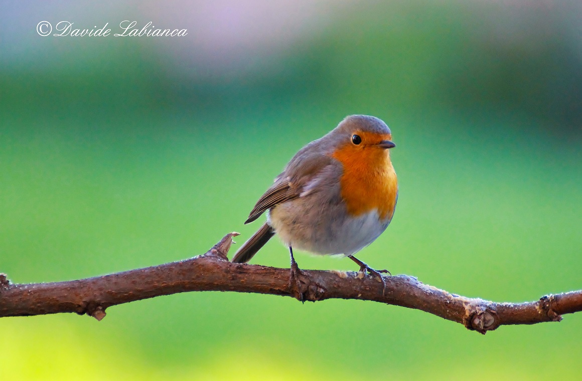 robin