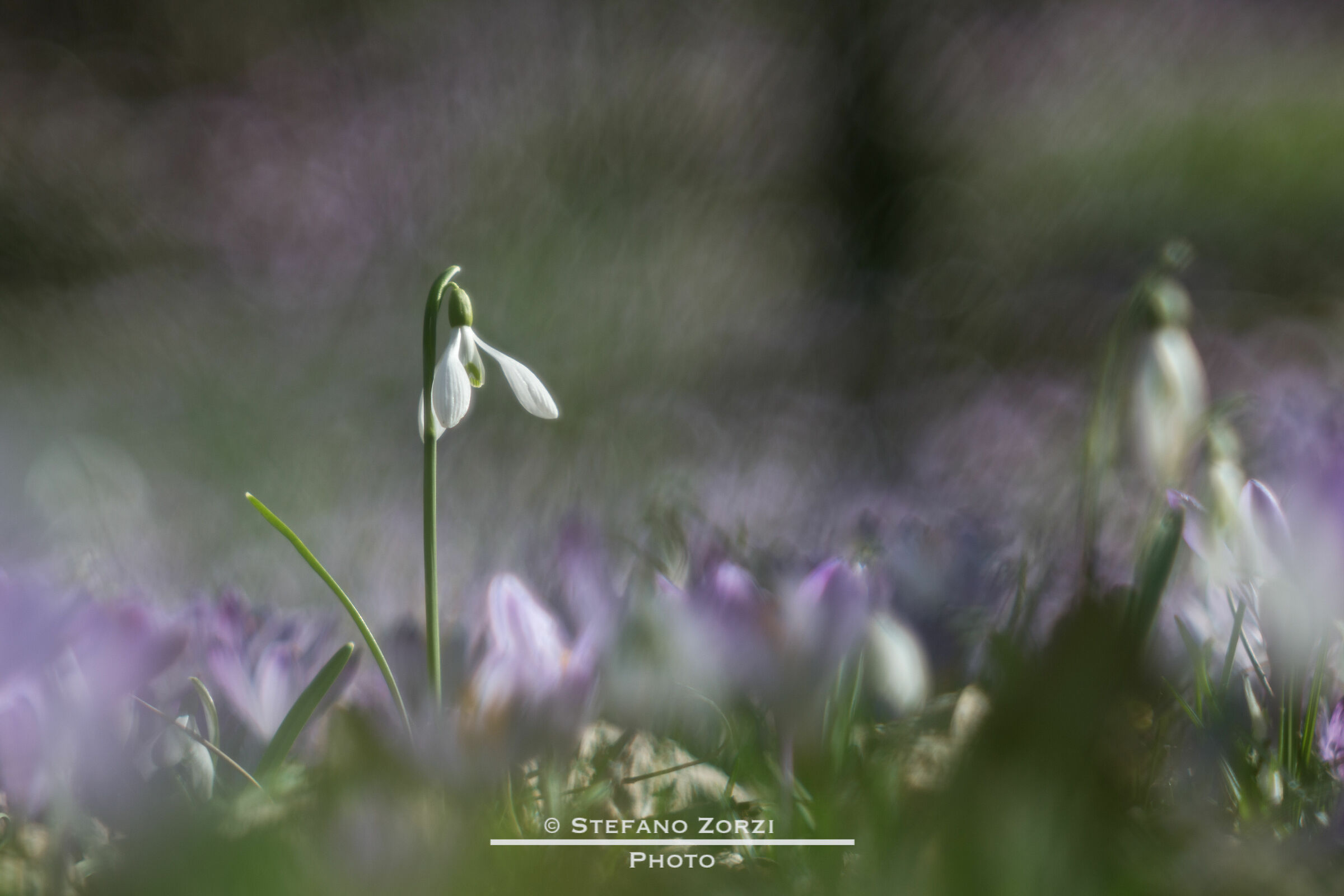 Snowdrops