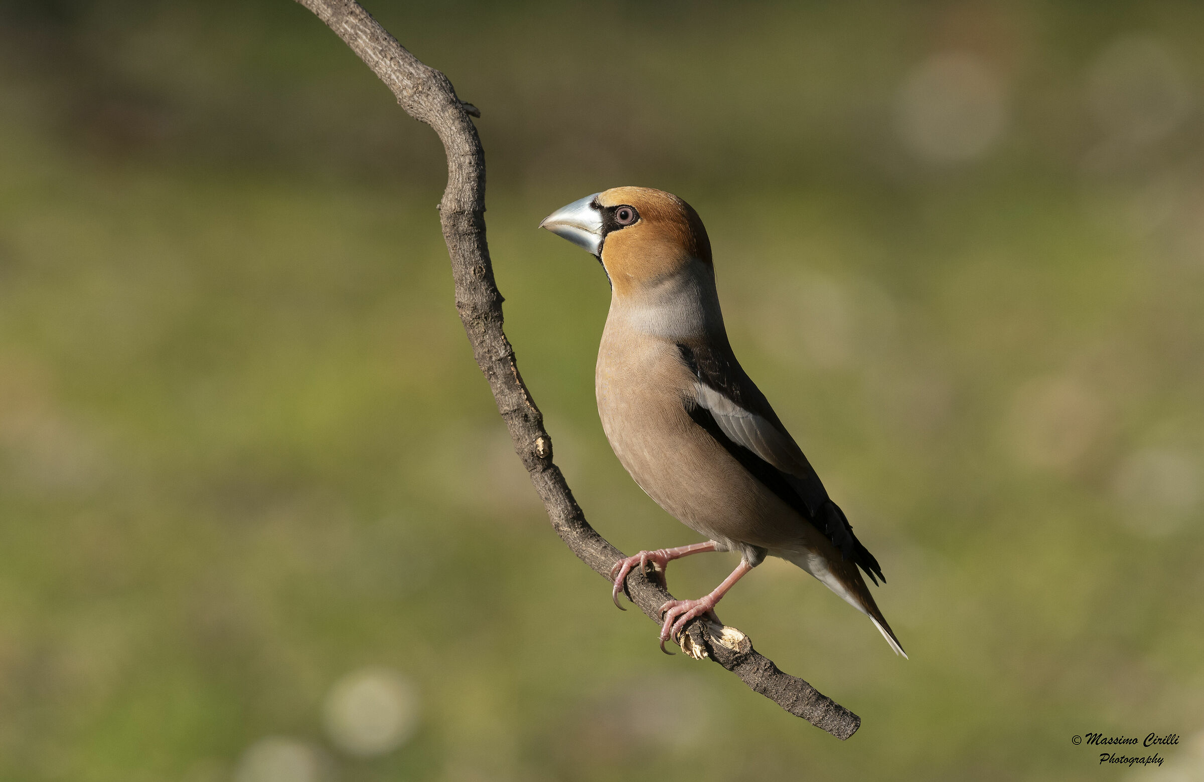 Hawfinch