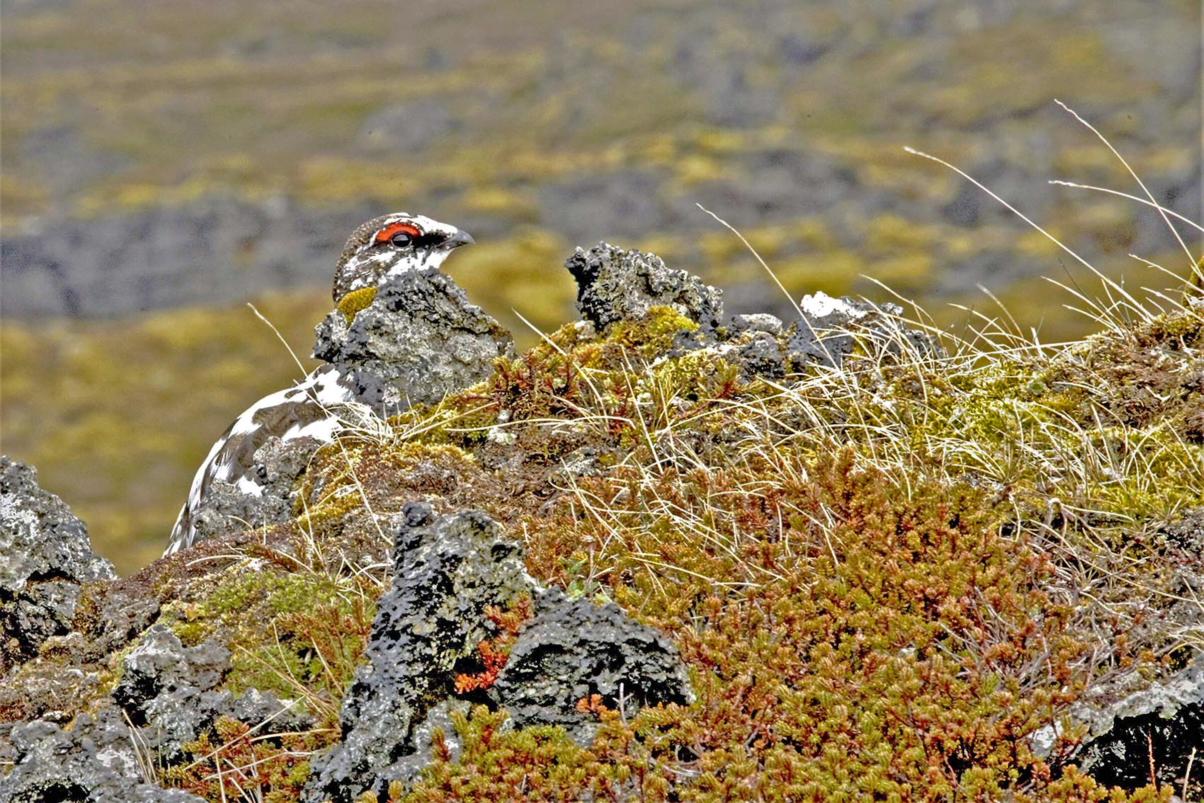 Arctic Partridge camouflsed Iceland