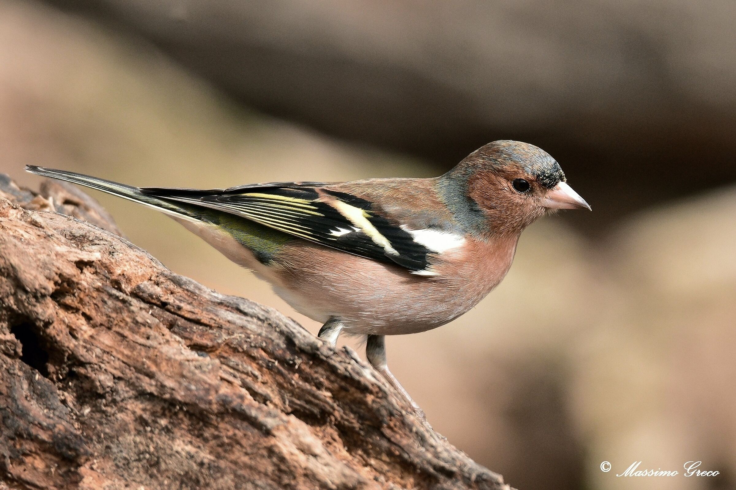 Finches (Fringilla coelebs)