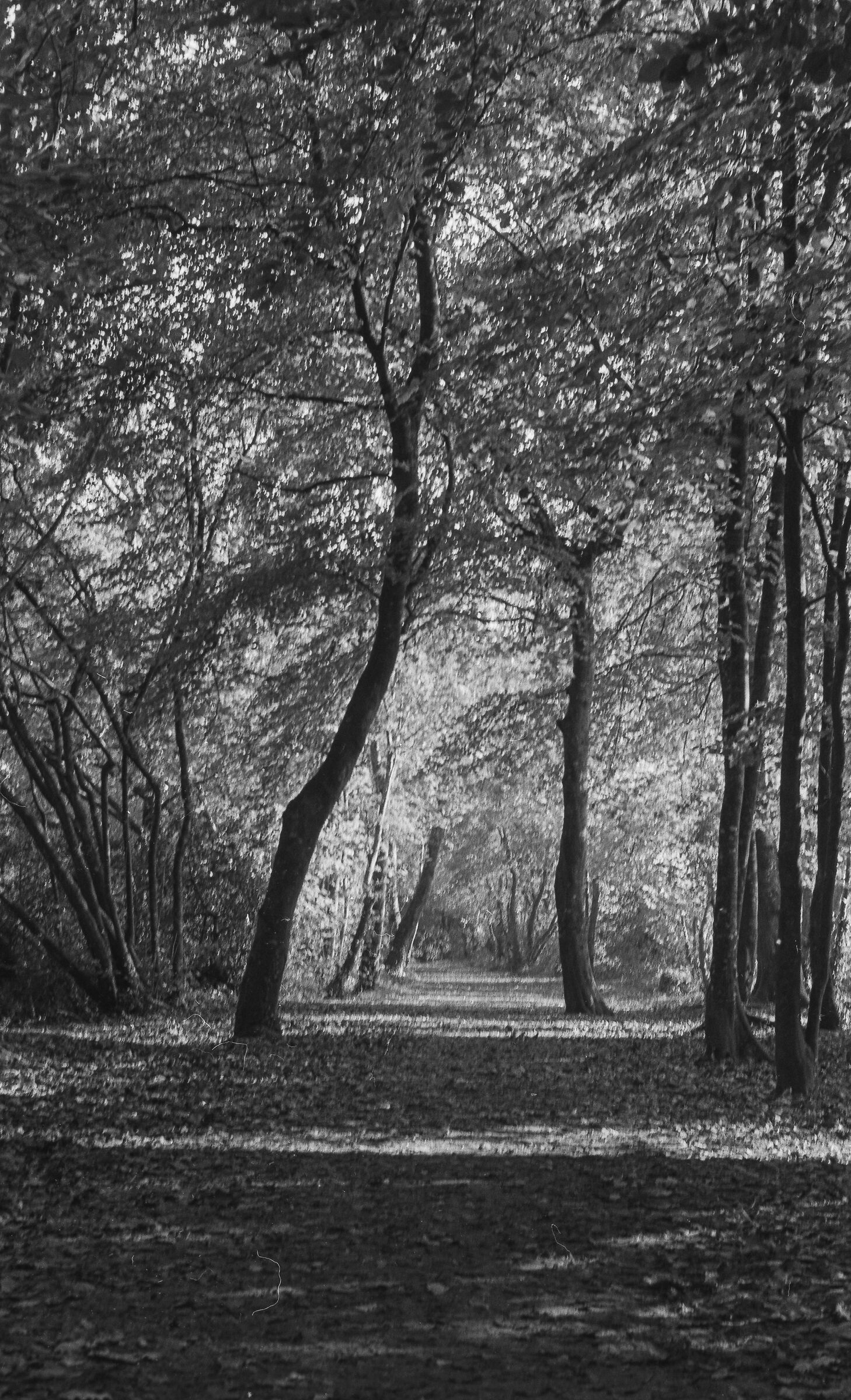 The way in the woods