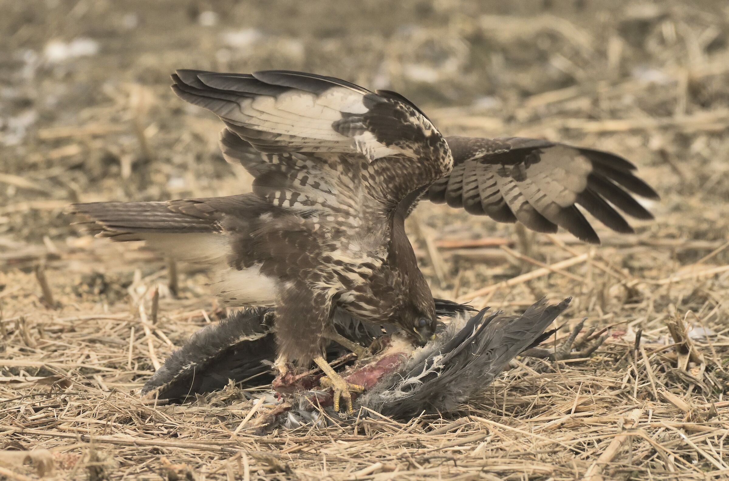 poiana alle prese con i resti di un airone cinerino