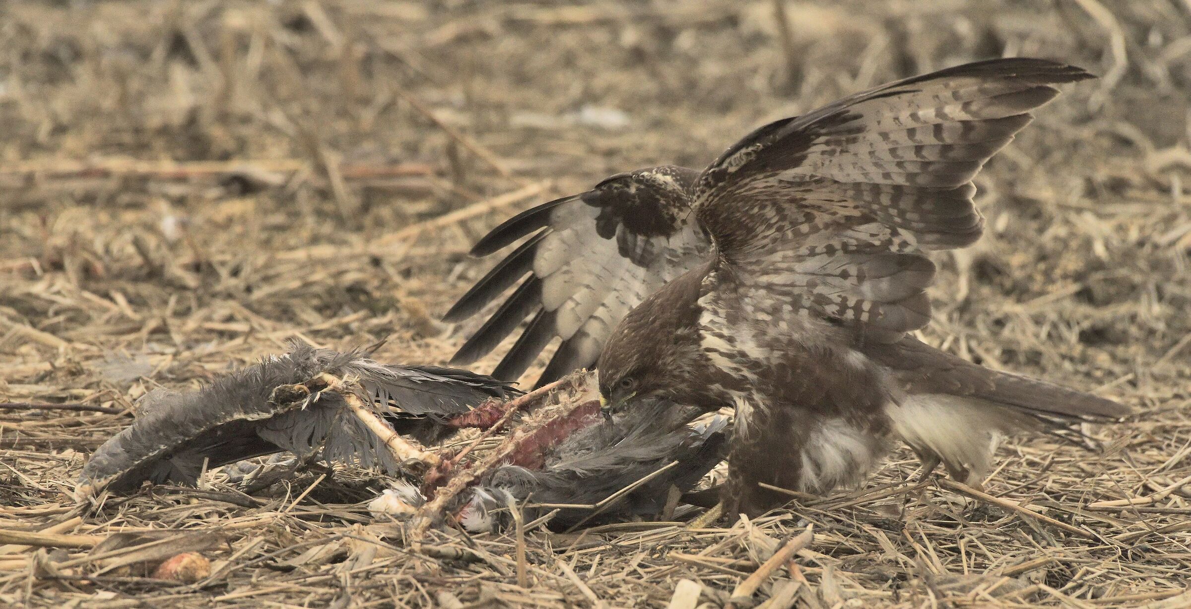 poiana alle prese con i resti di un airone cinerino