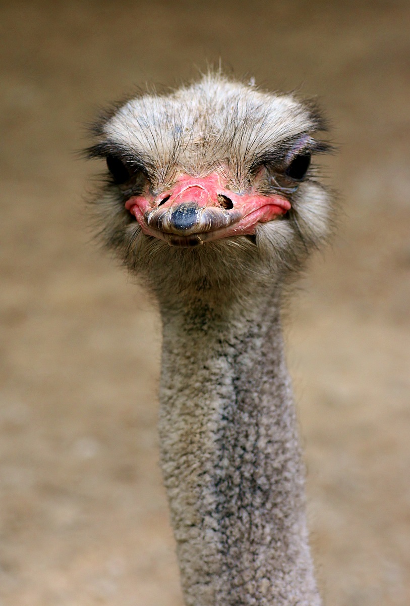 Faccia da struzzo