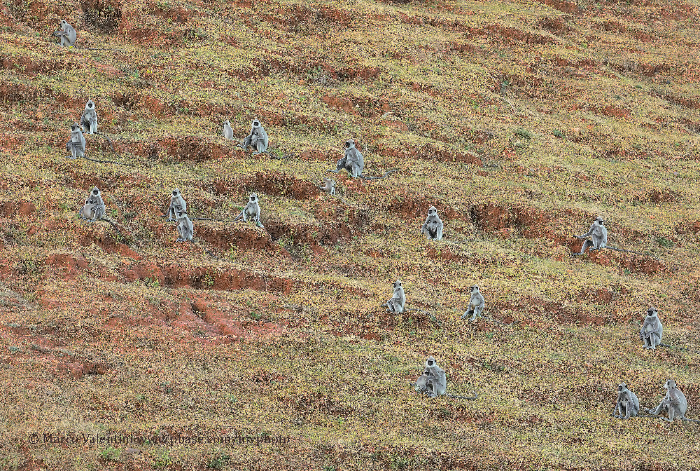 The people of the Apes