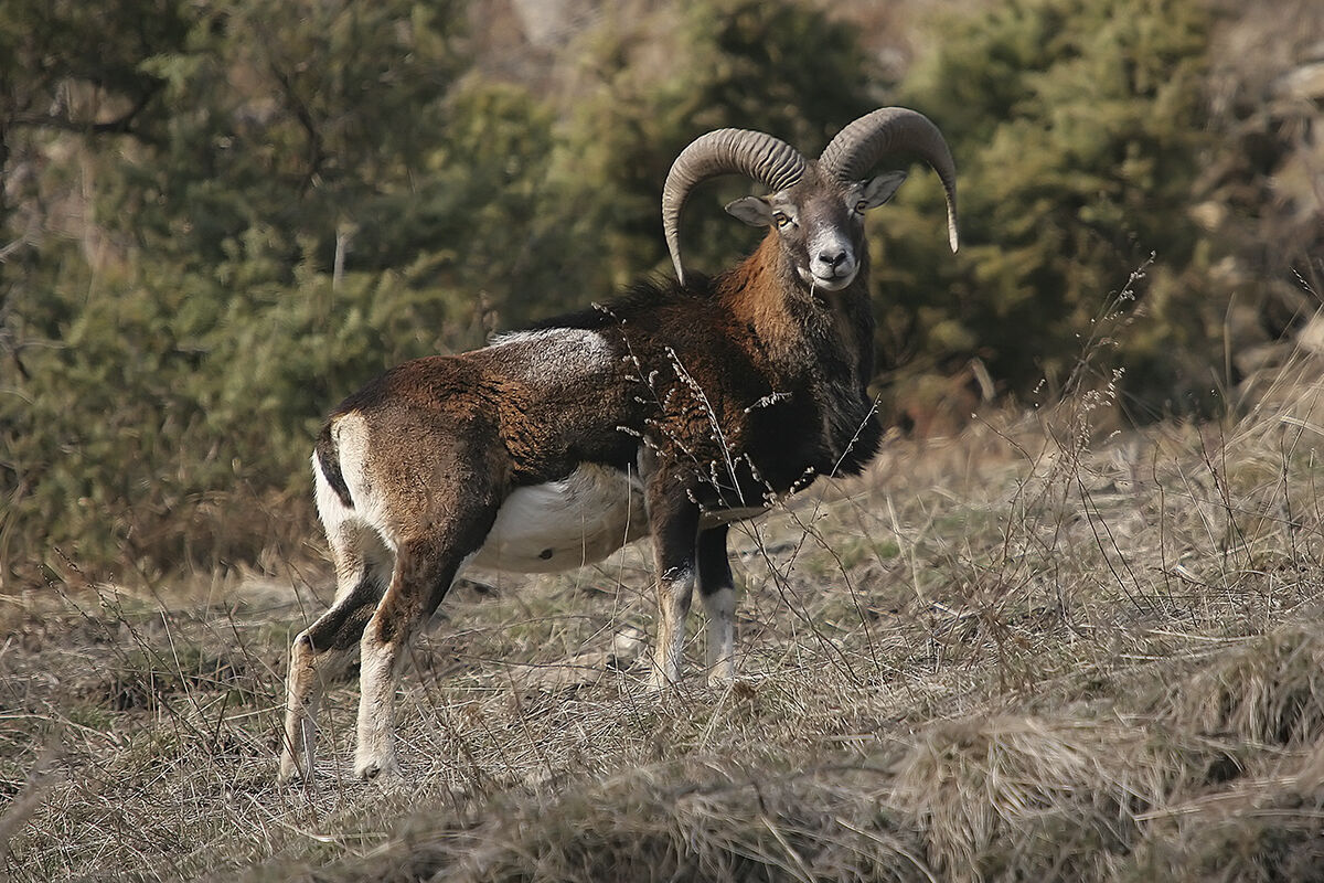 Muflone maschio