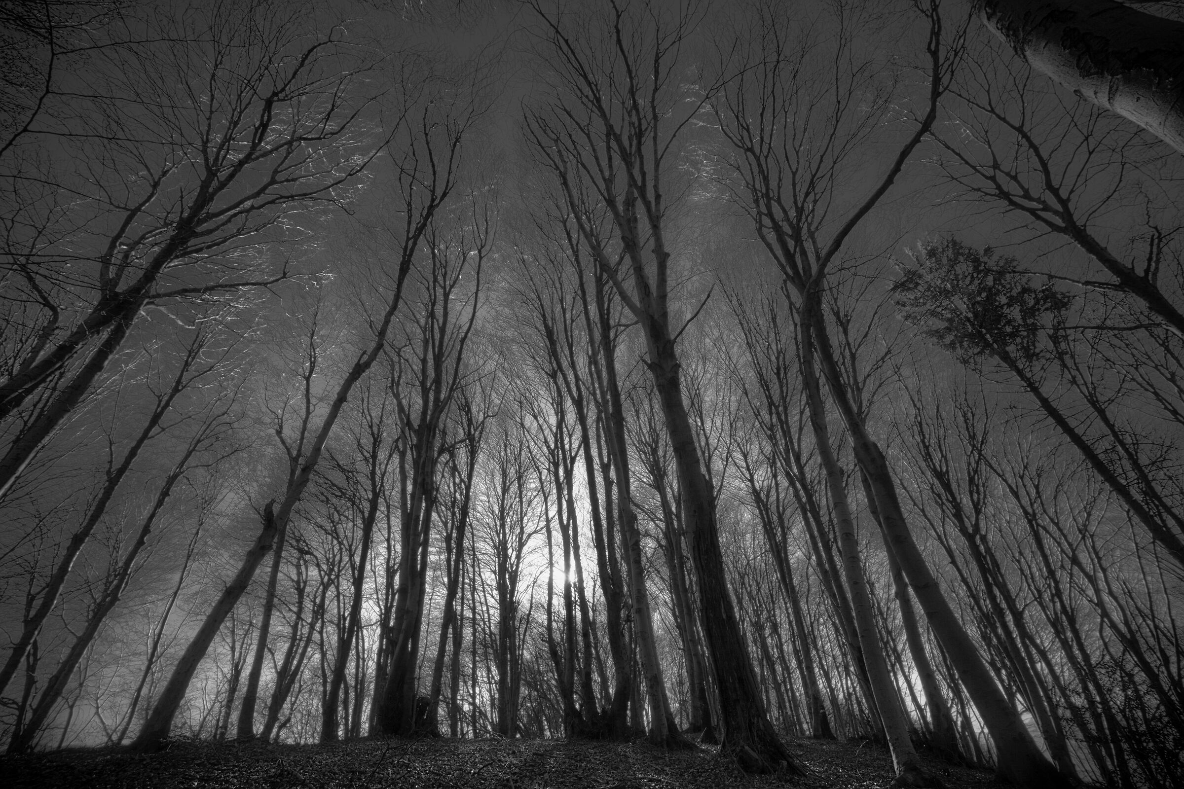 Dramatic Beech Forest