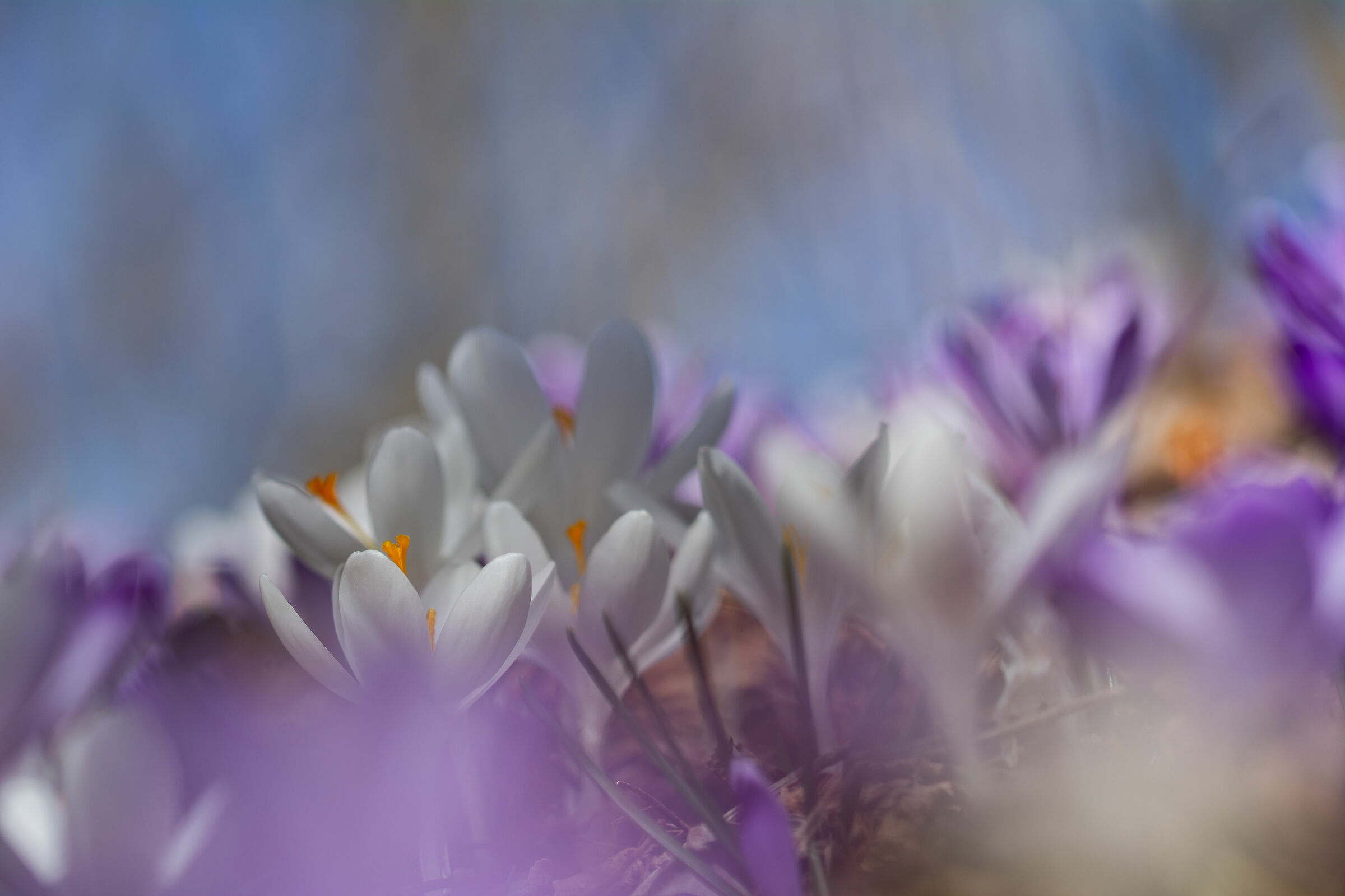 Spring Crocus
