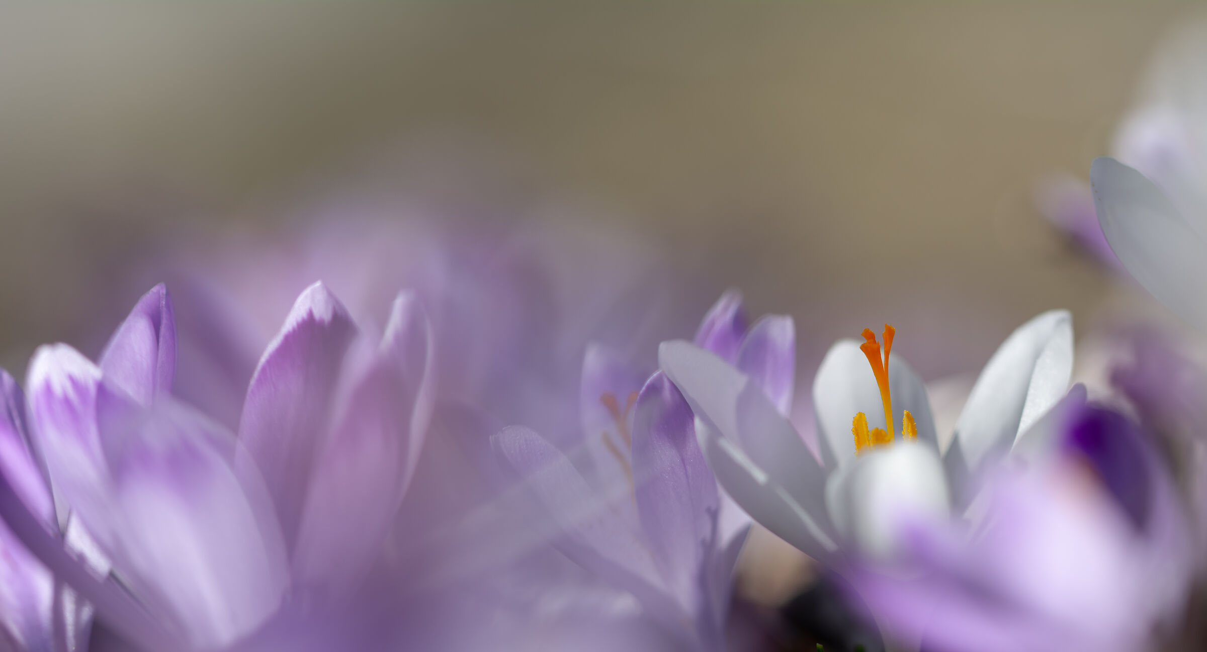 The Awakening of Spring