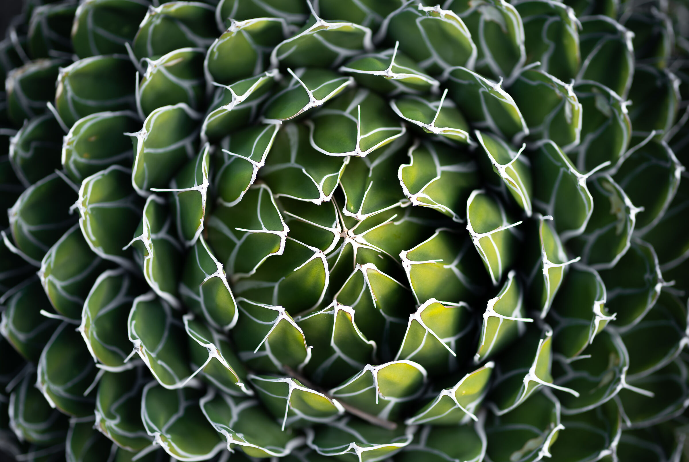 Not all cacti have thorns