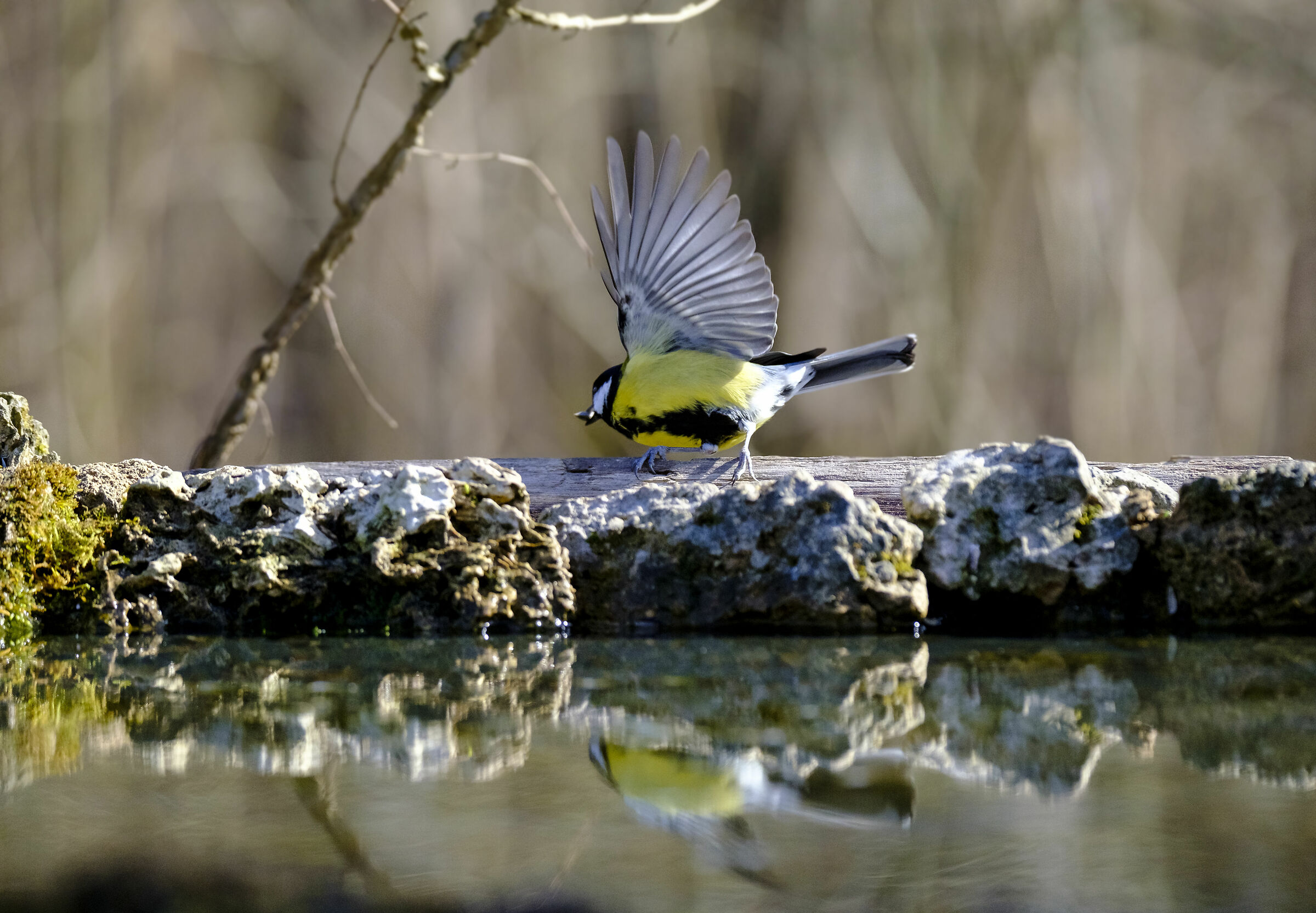 cinciallegra Alviano