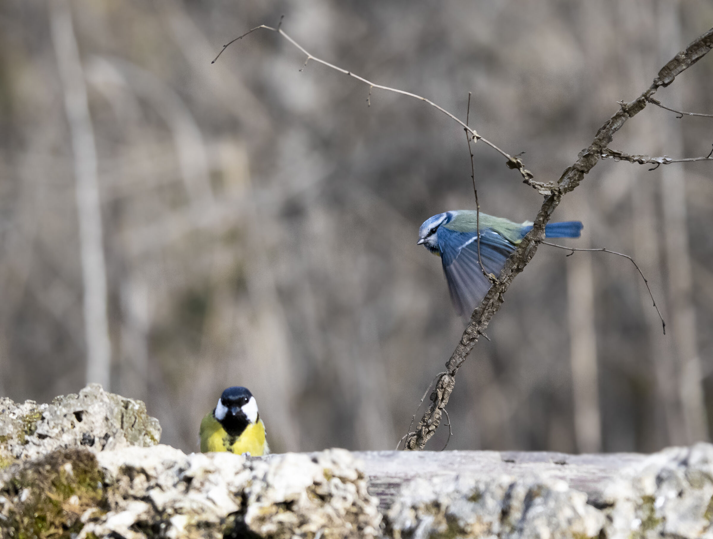 cinciarella e cinciallegra