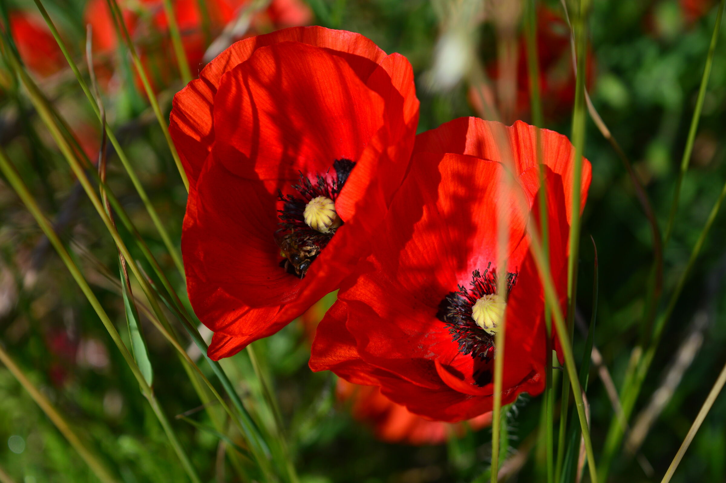 Poppies