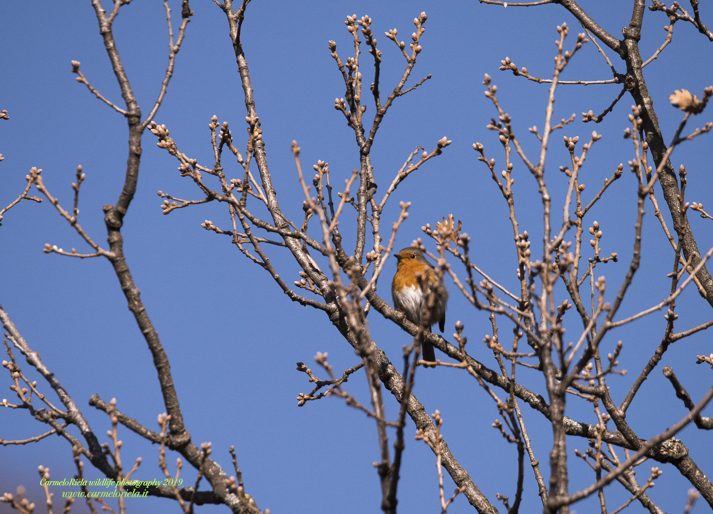 Pettirosso fine inverno e inizio primavera