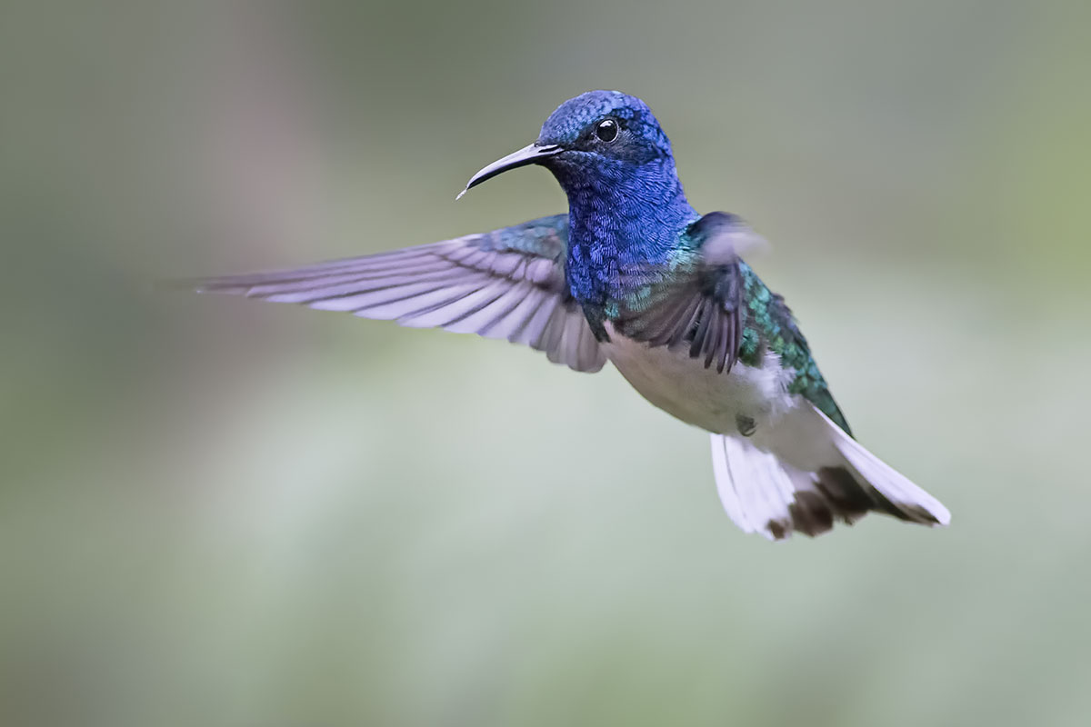 White-necked jacobin