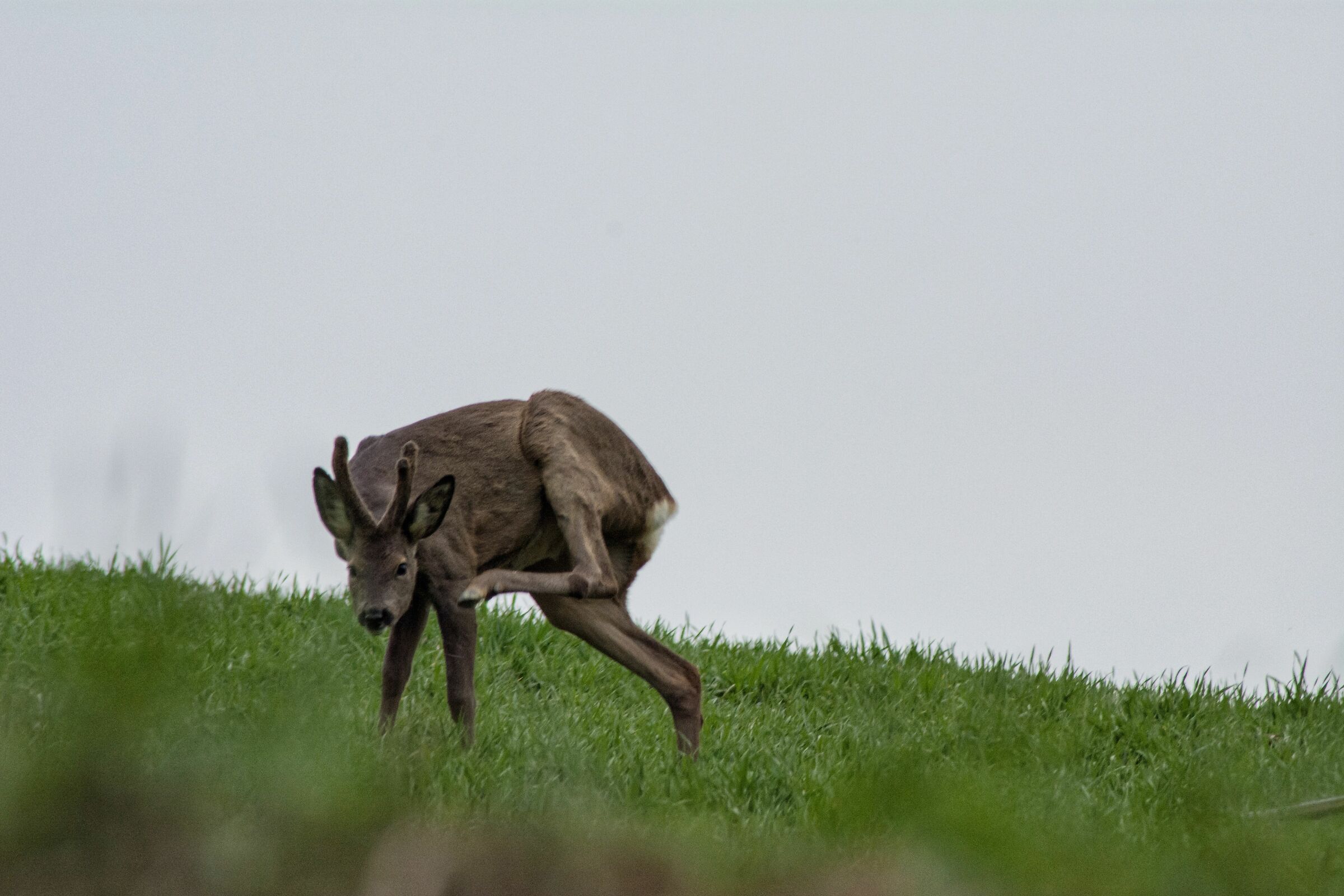 Una bella grattatina