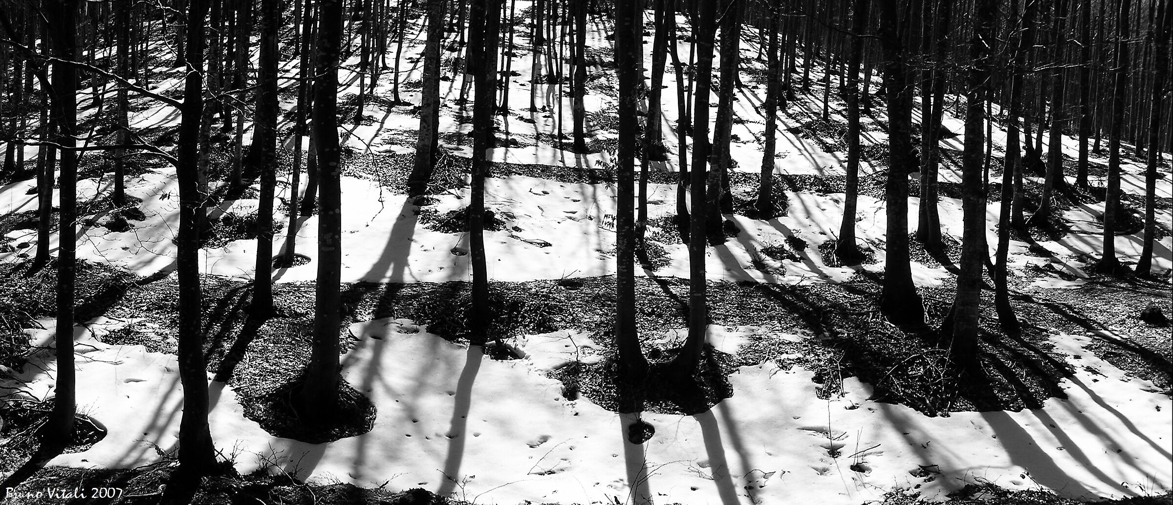 Foresta del Monte Penna