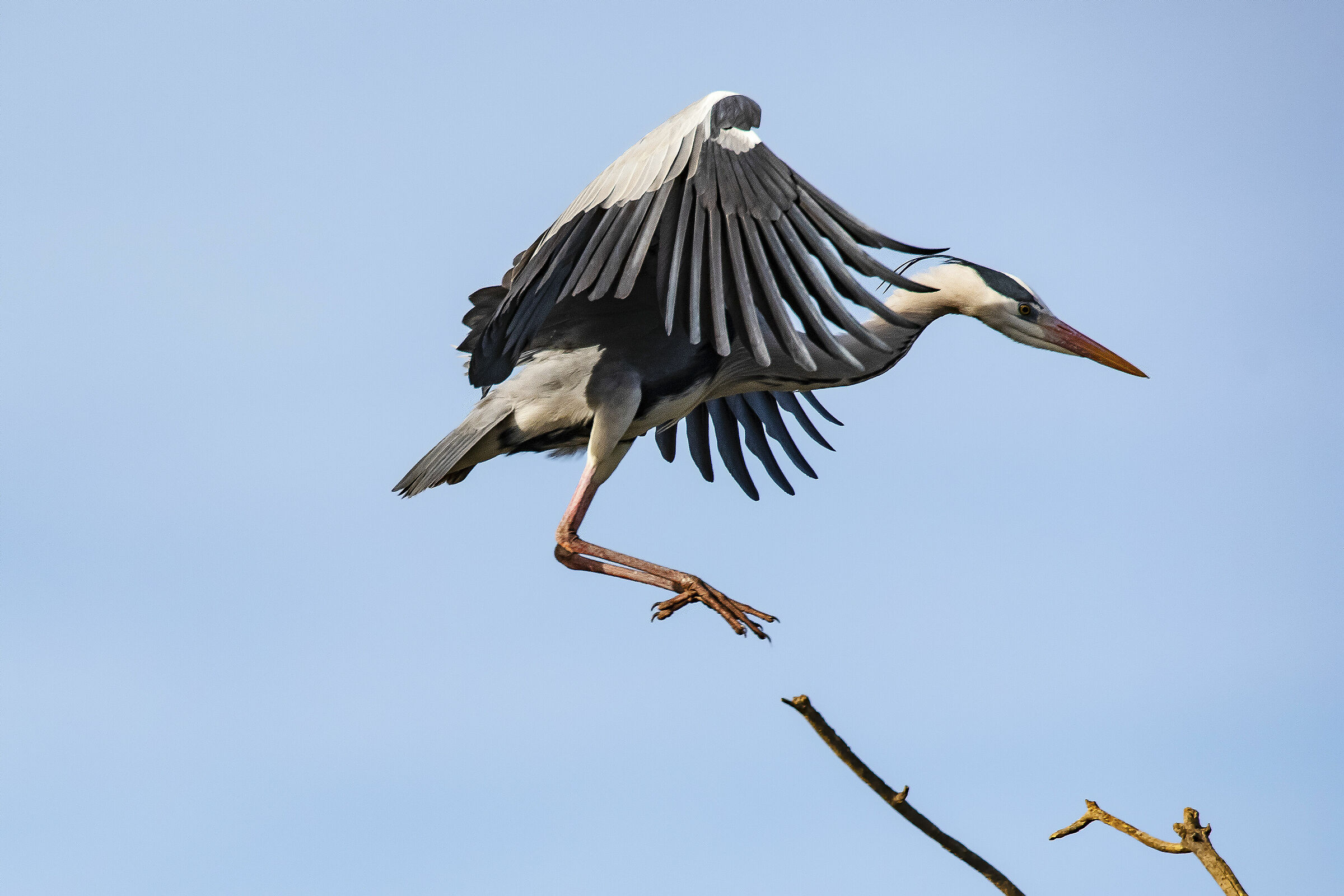 The arrival of the Cinderino