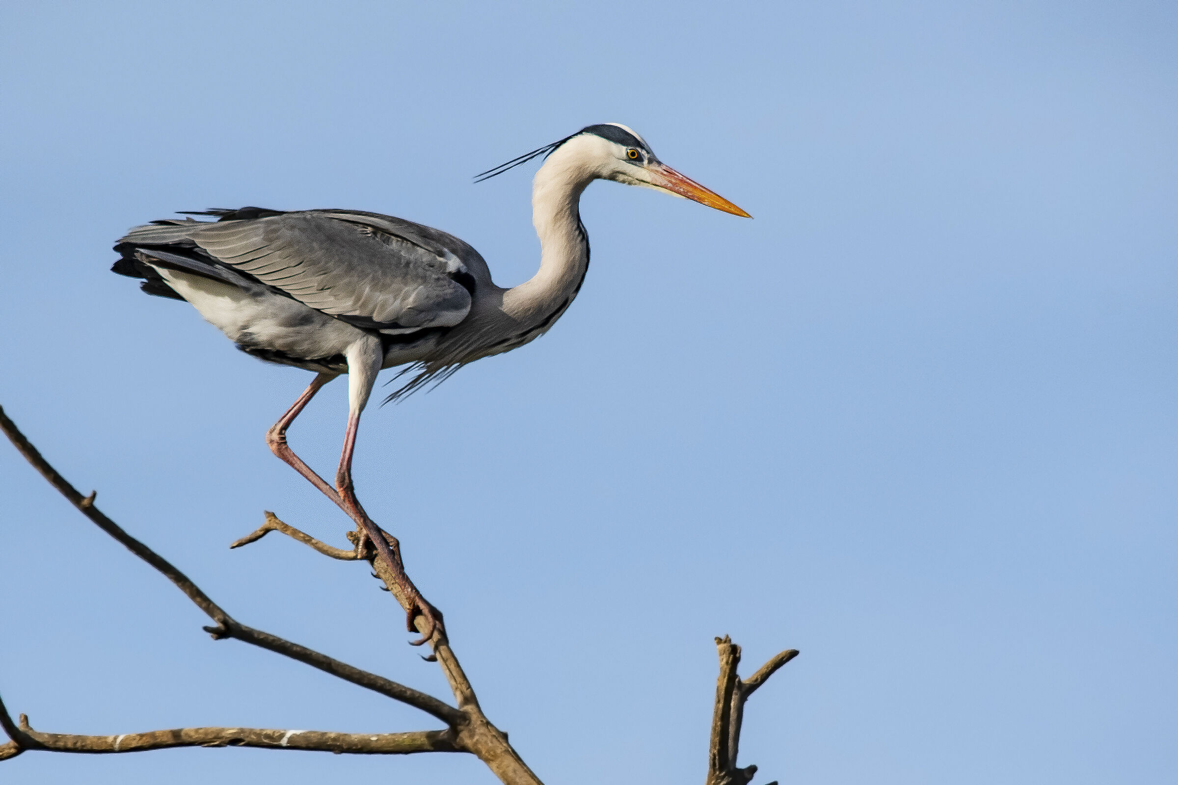 Grey Heron