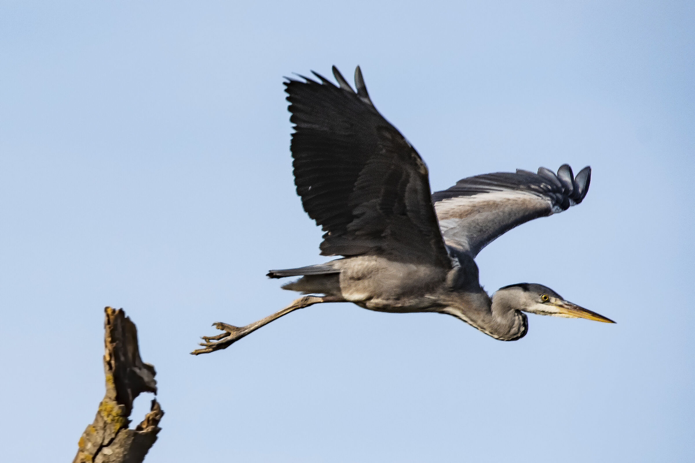 The flight of the young Ashino
