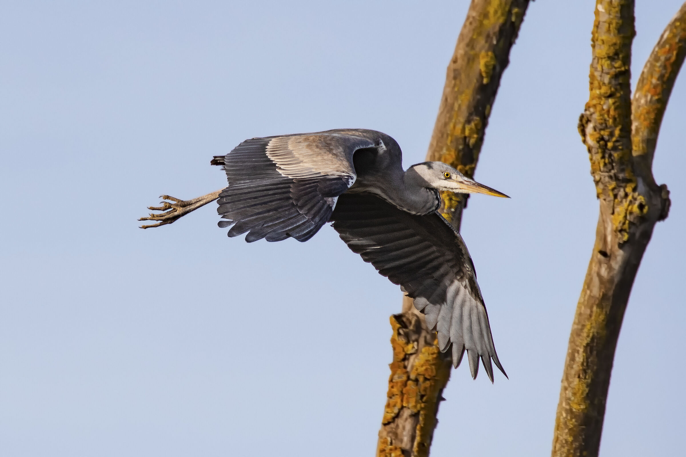 Grey juv.