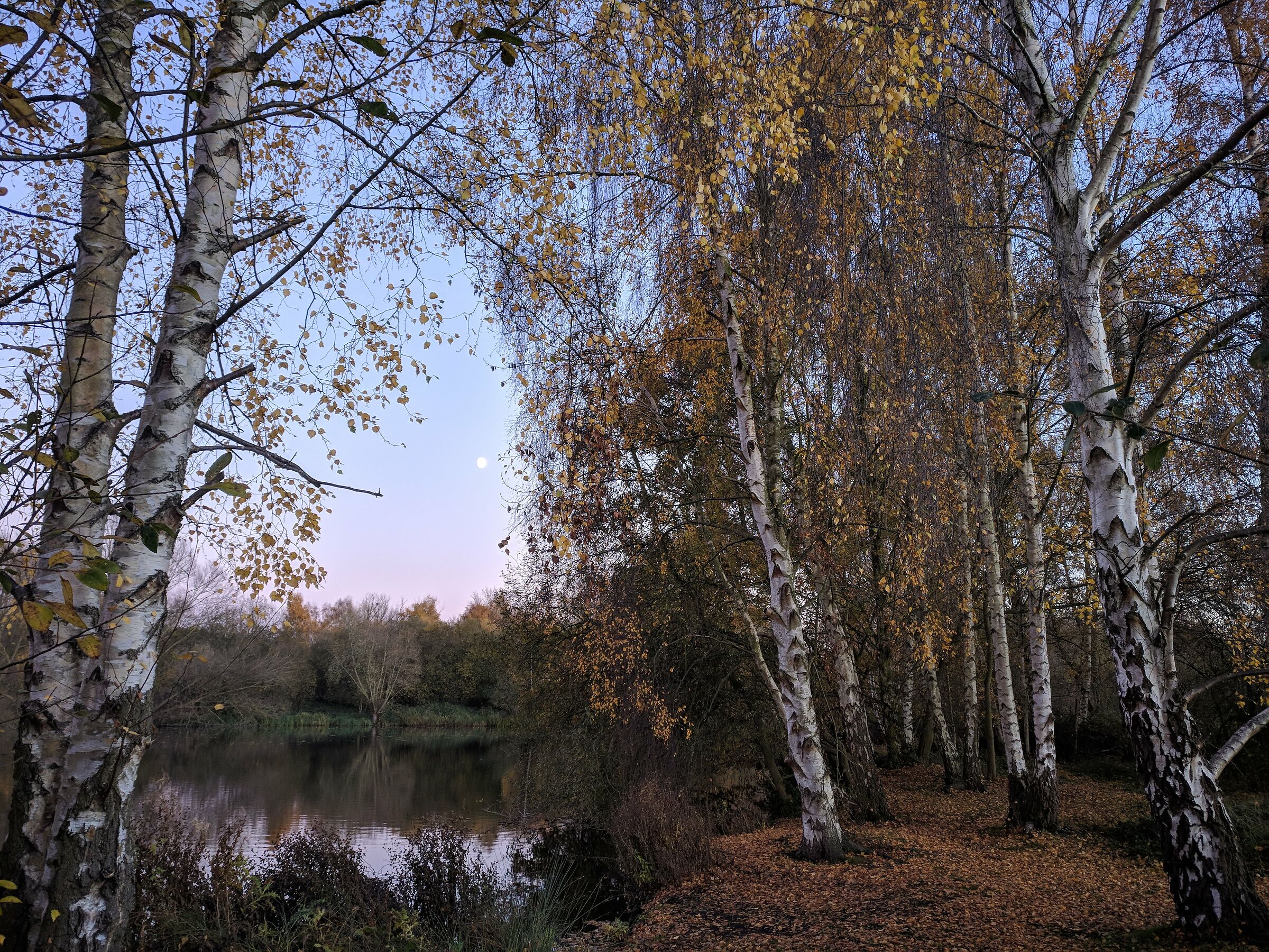 Pond Lee Valley Park with the one plus 3t