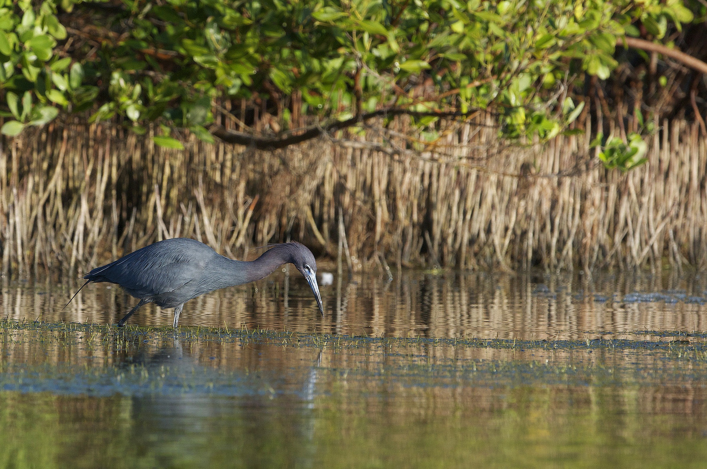 Great Blue Heron less