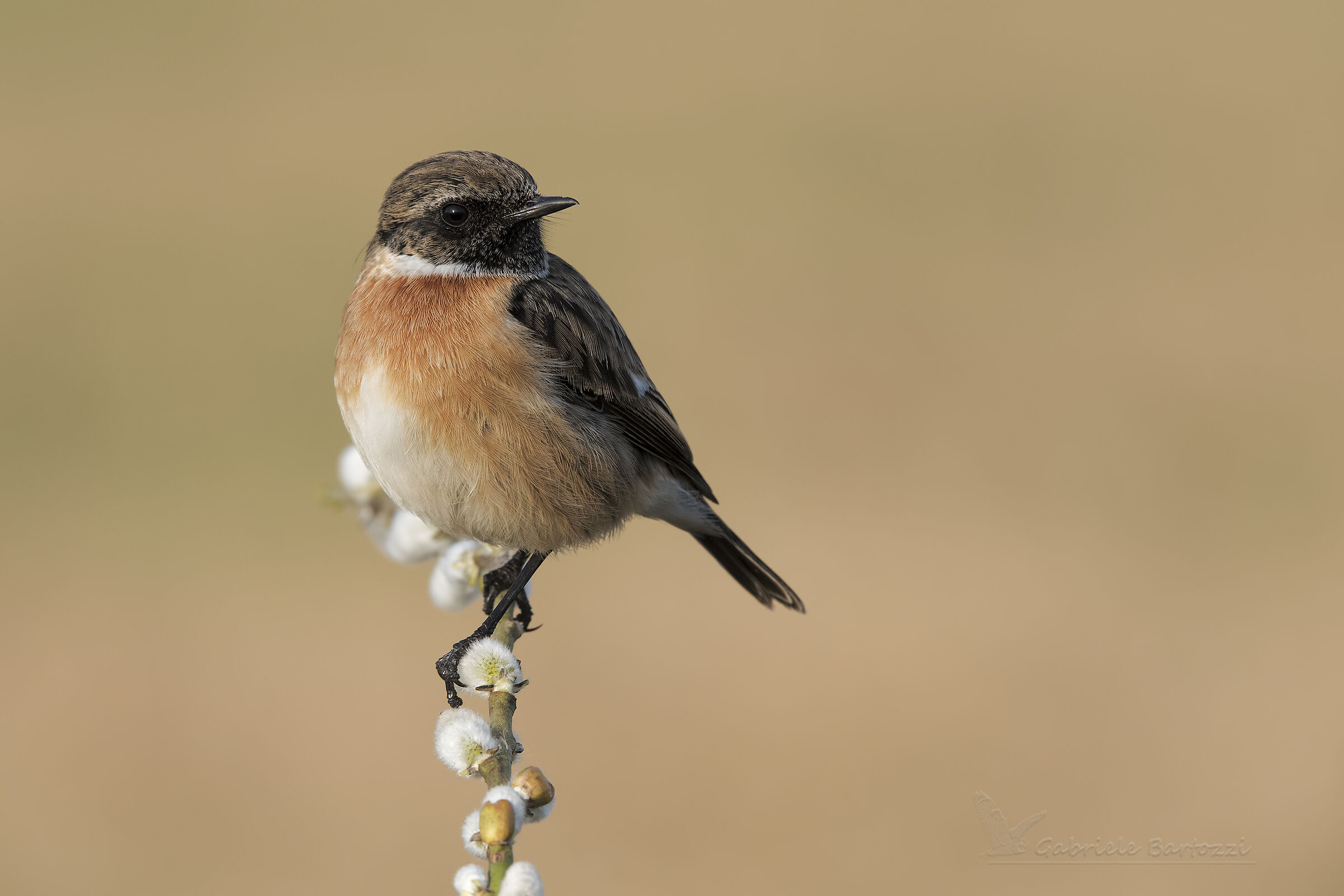 Stonechat