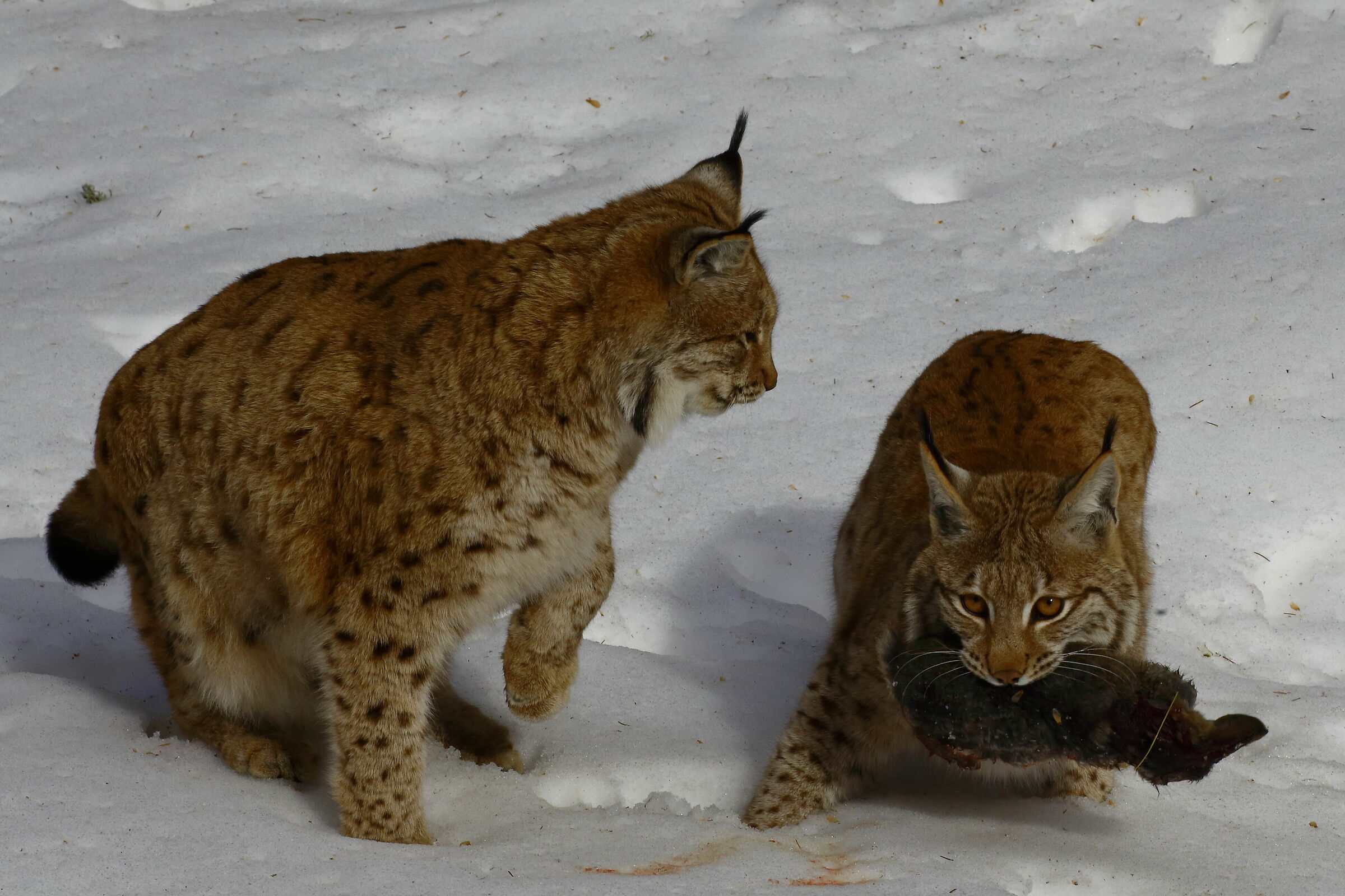 La pappa del piccolo!