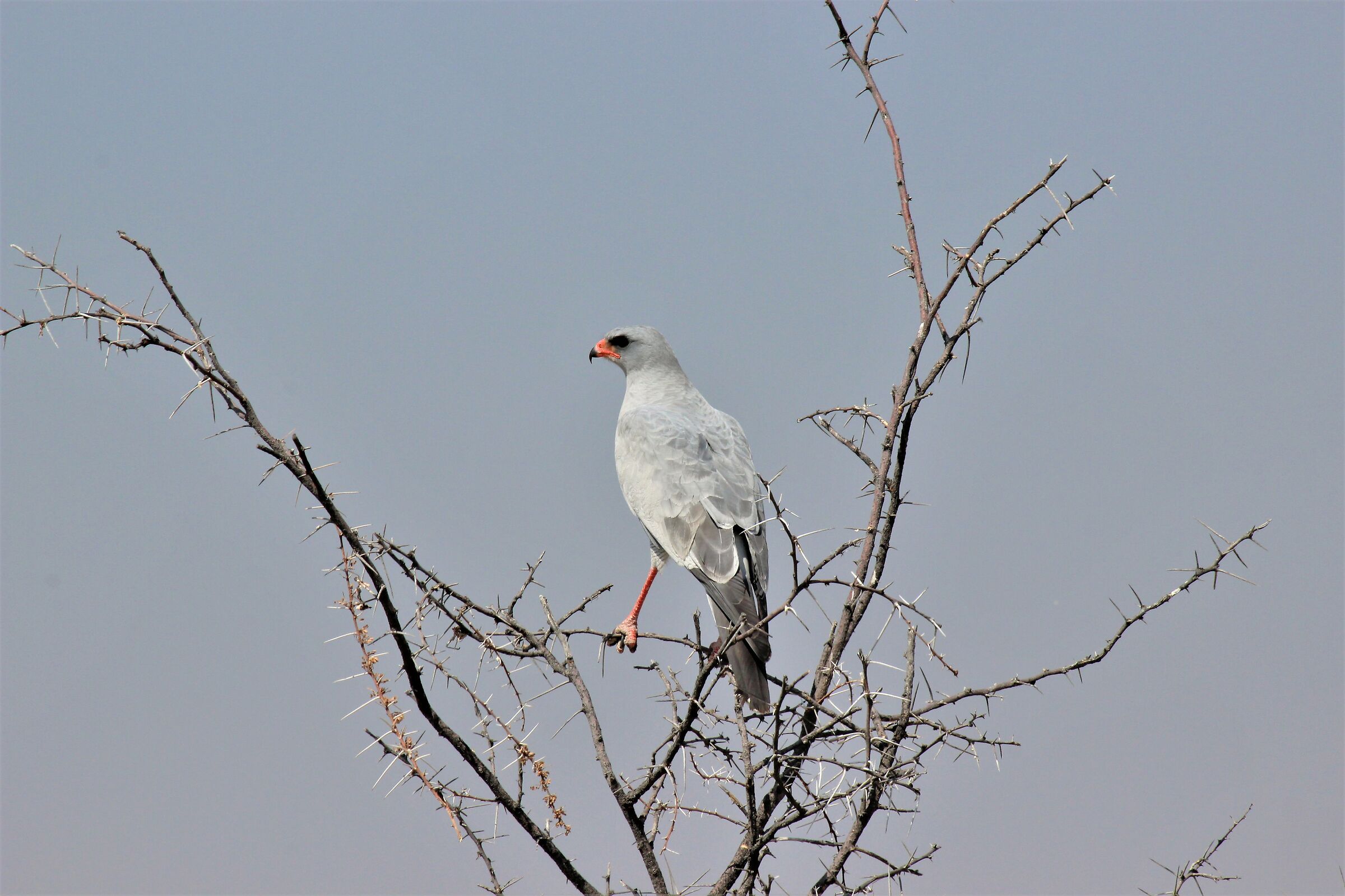 Pale singer Goshawk