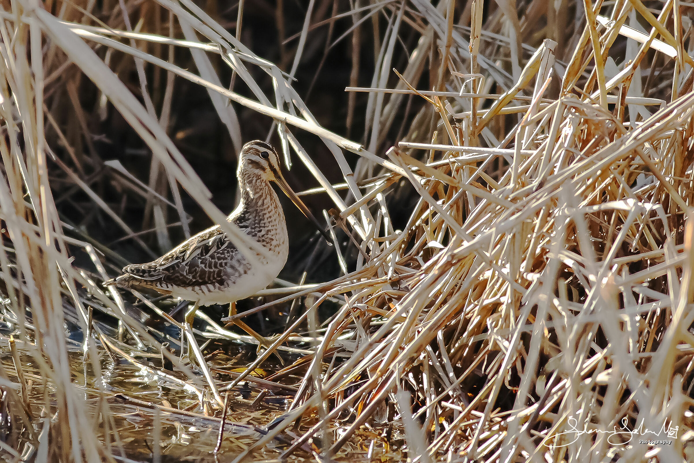 The mimicism of the Snipe (Gallinago galinago)