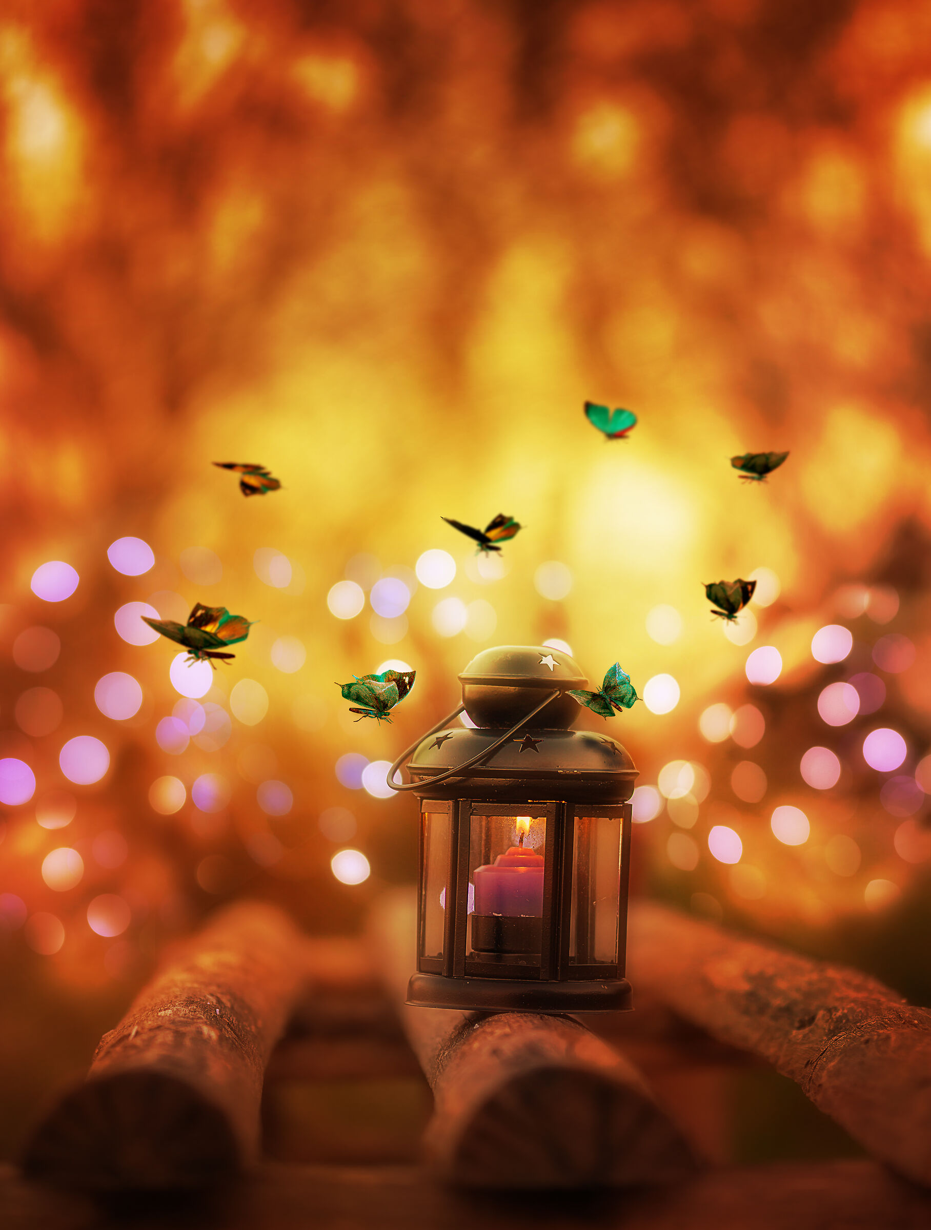 Butterflies and the Lantern