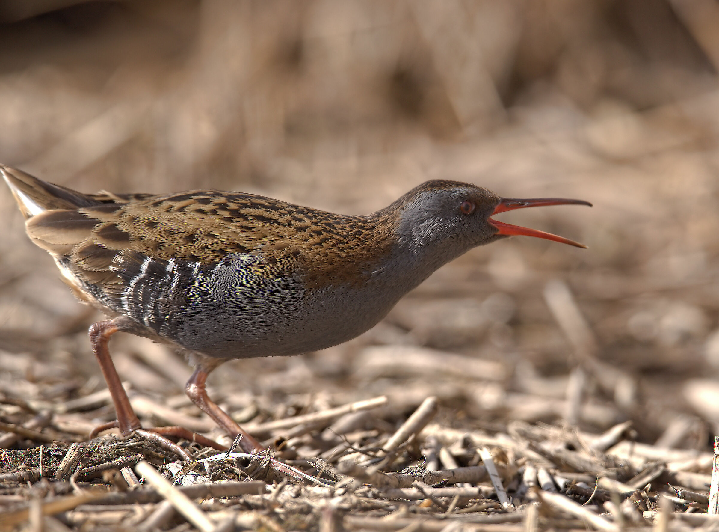 Water Rail