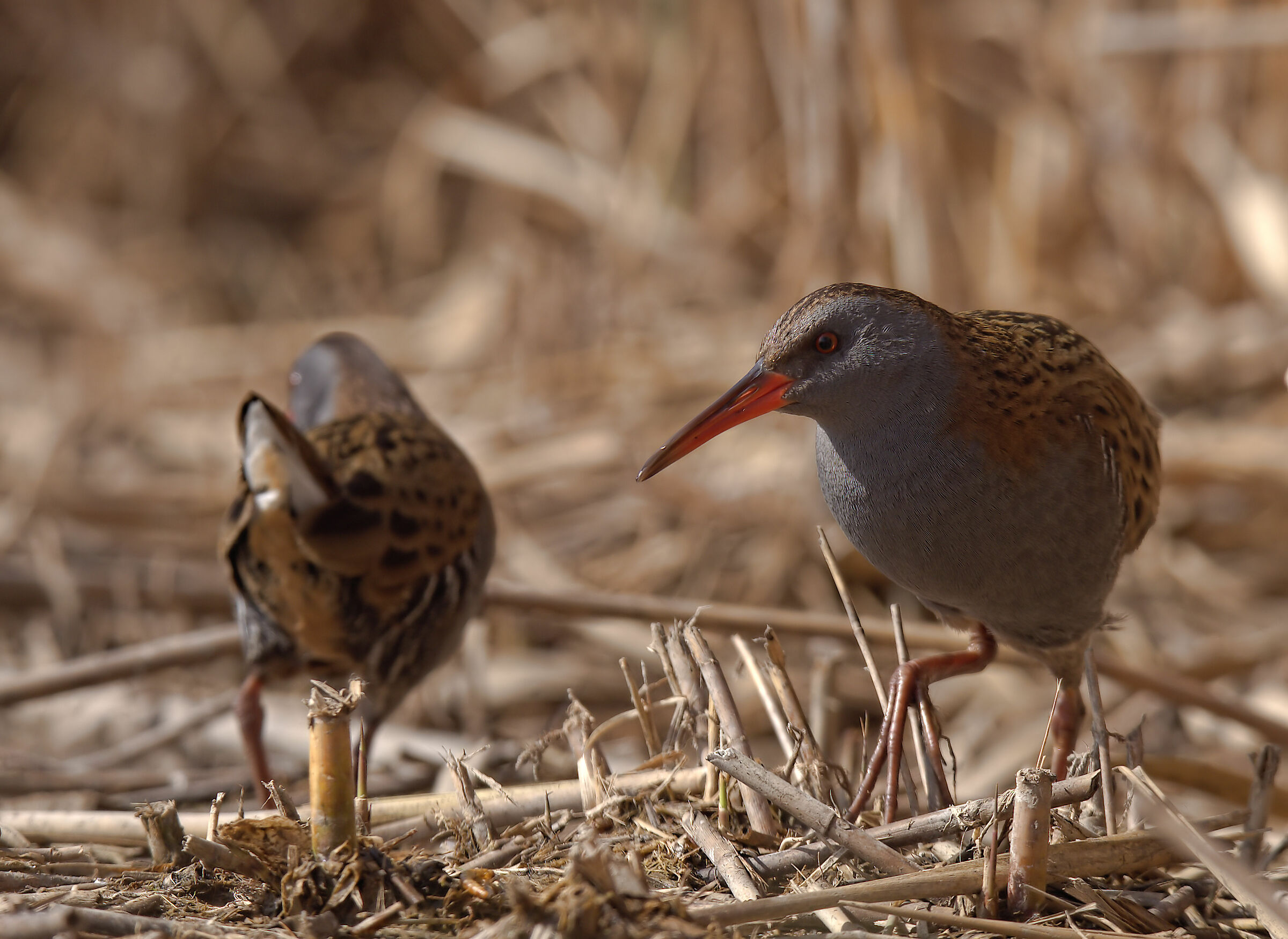 Water Rail