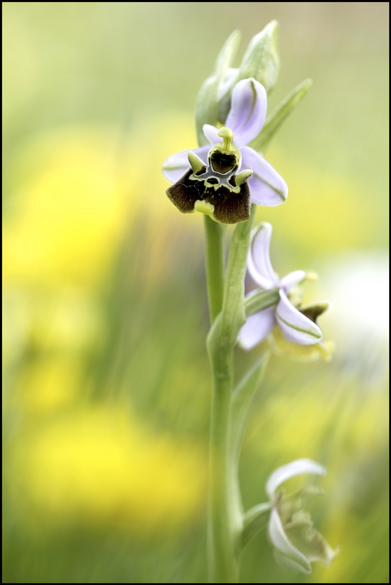 Ophrys Appennina Romolini & Soca