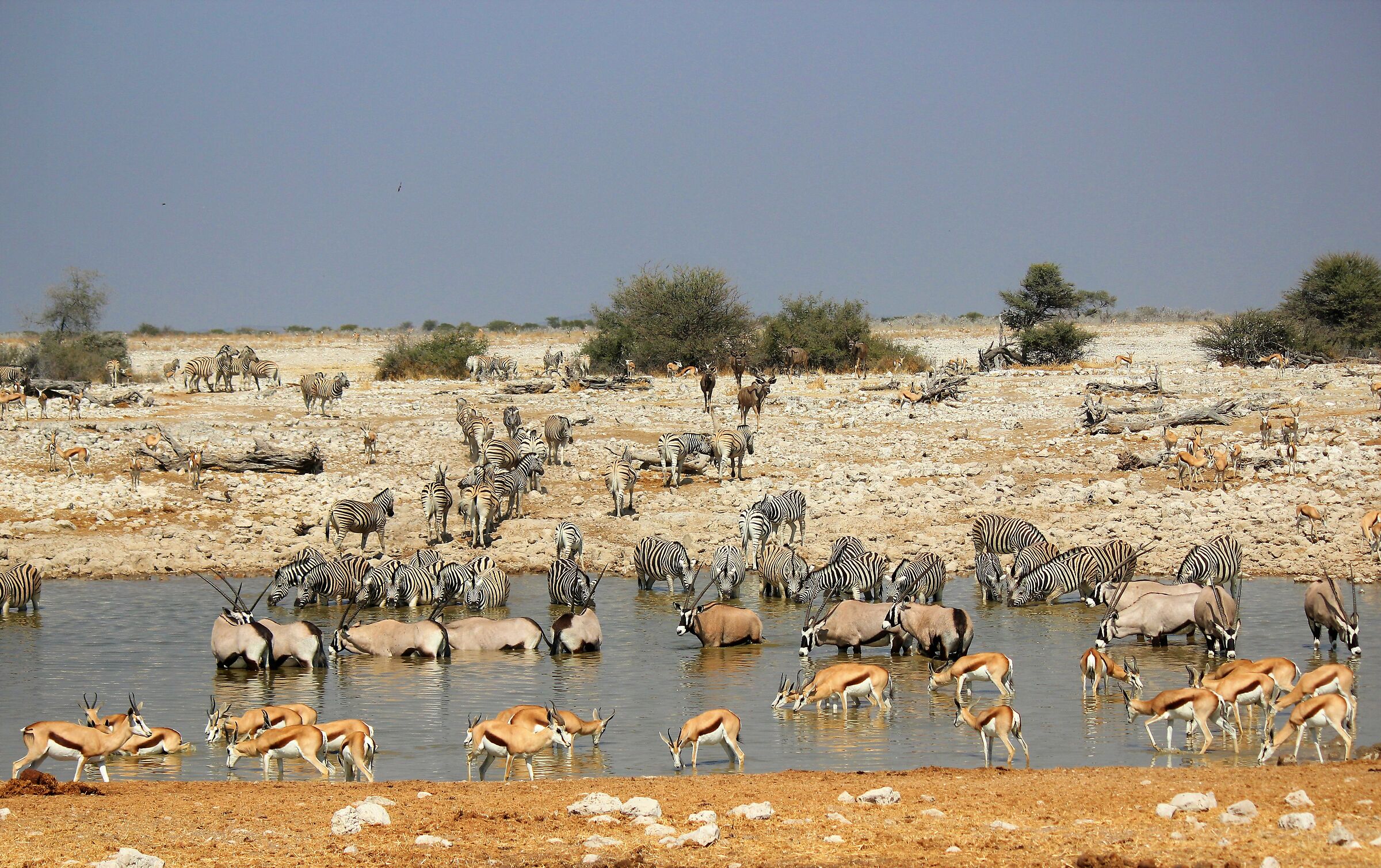 Okaukuejo waterhole
