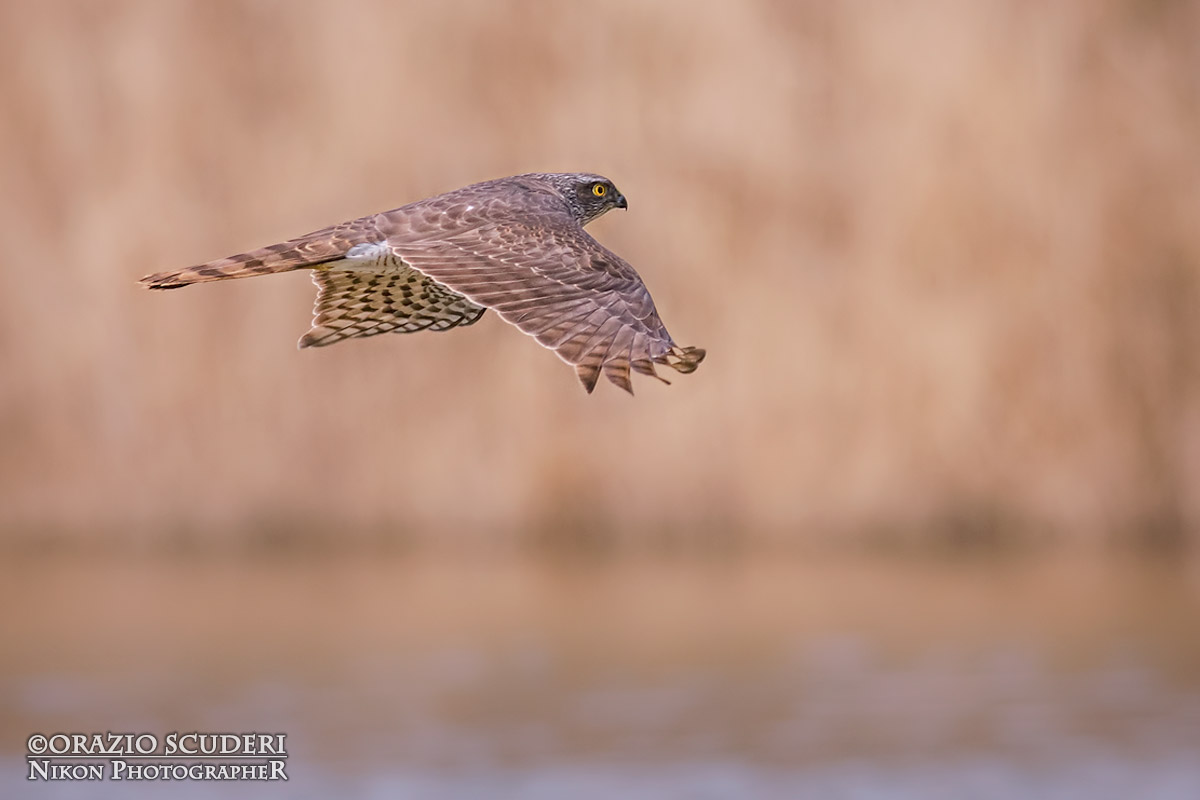 Accipiter nisus