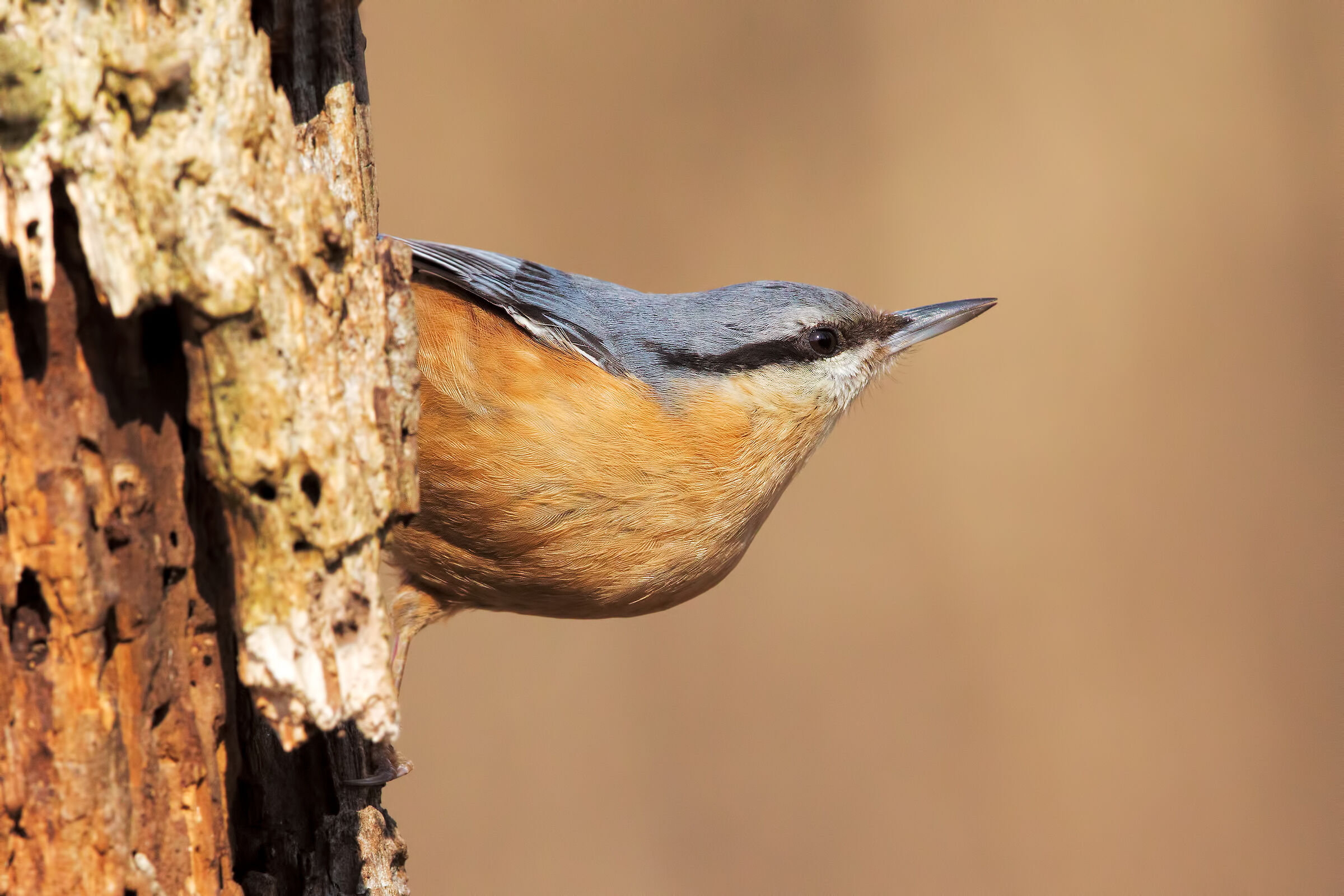 Nuthatch