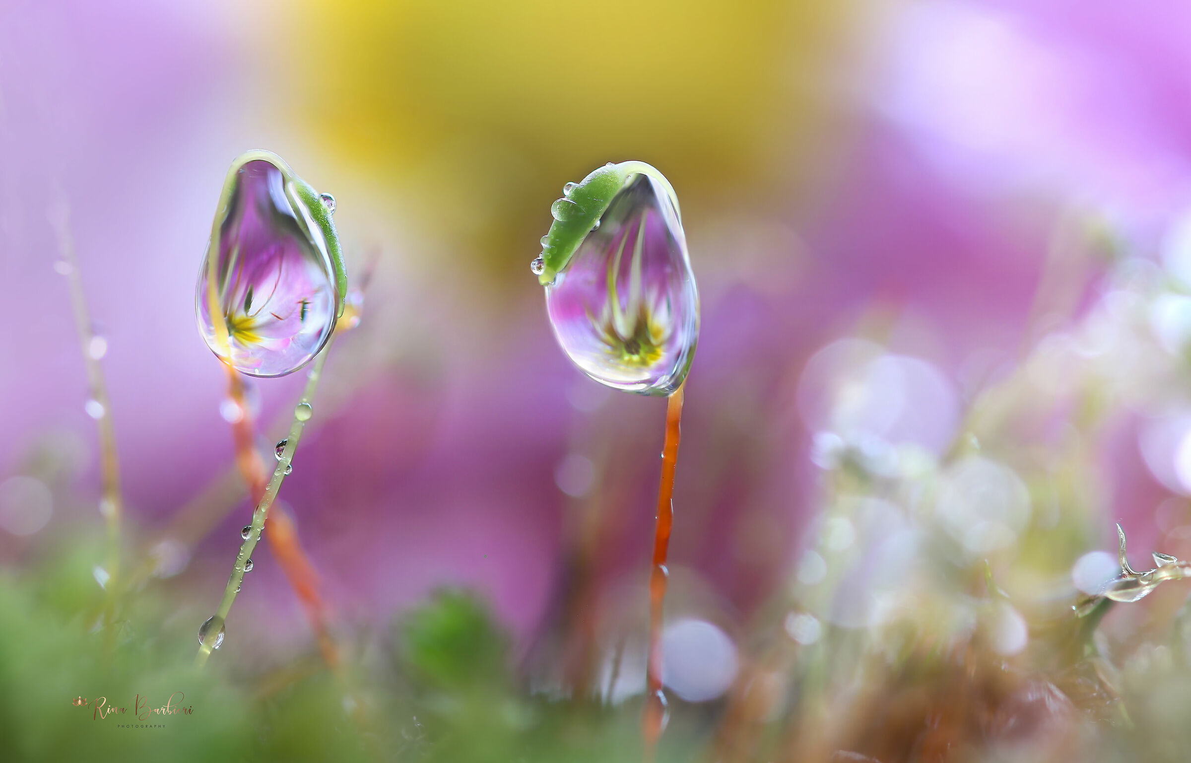 Germogli di primavera