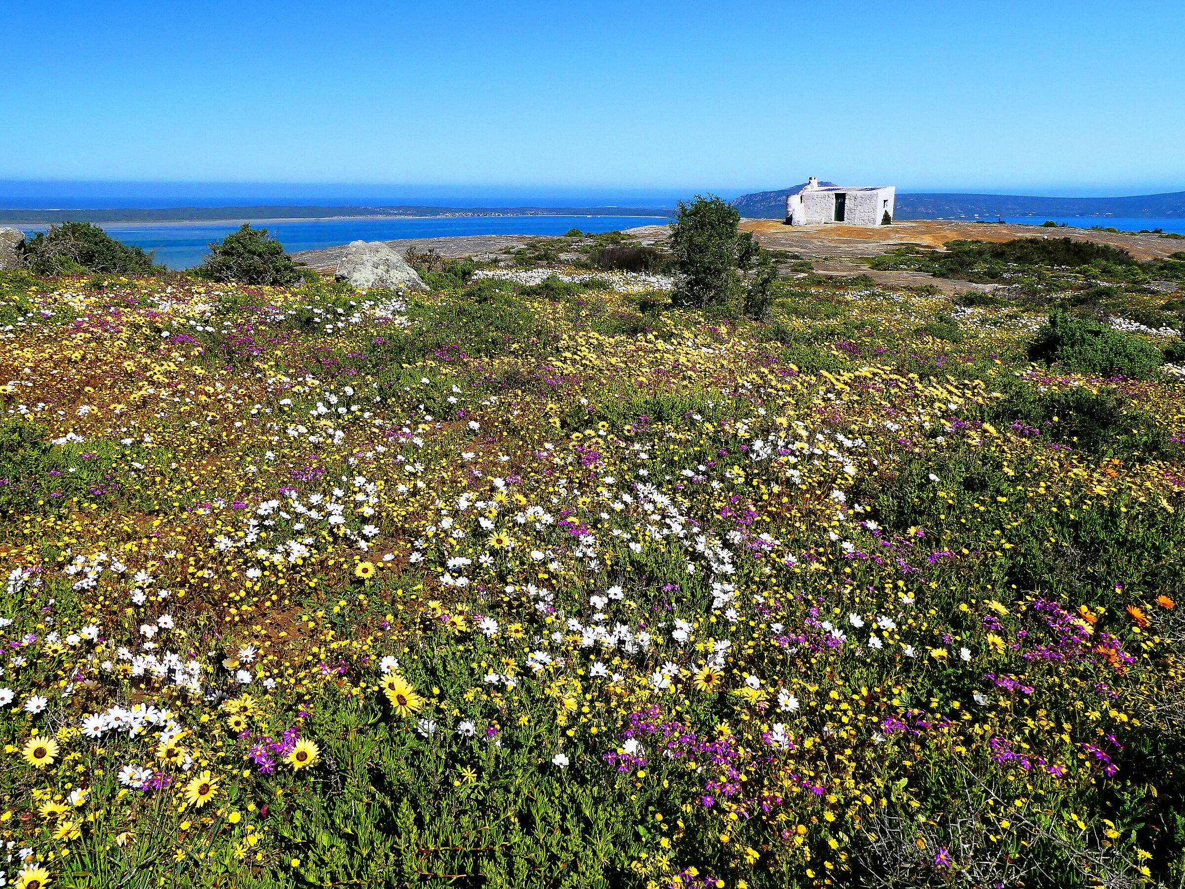 Fioritura a Postberg, Sudafrica