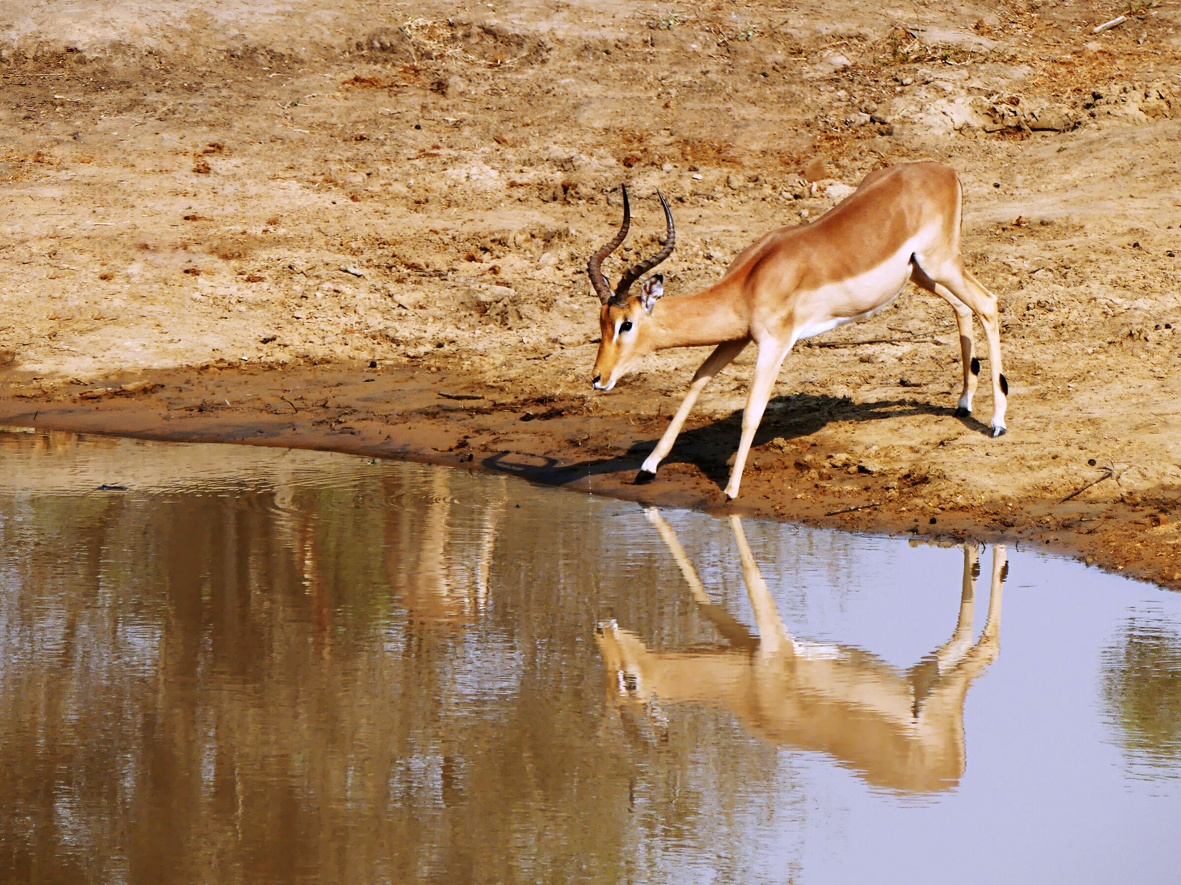 To the pool in the Kruger