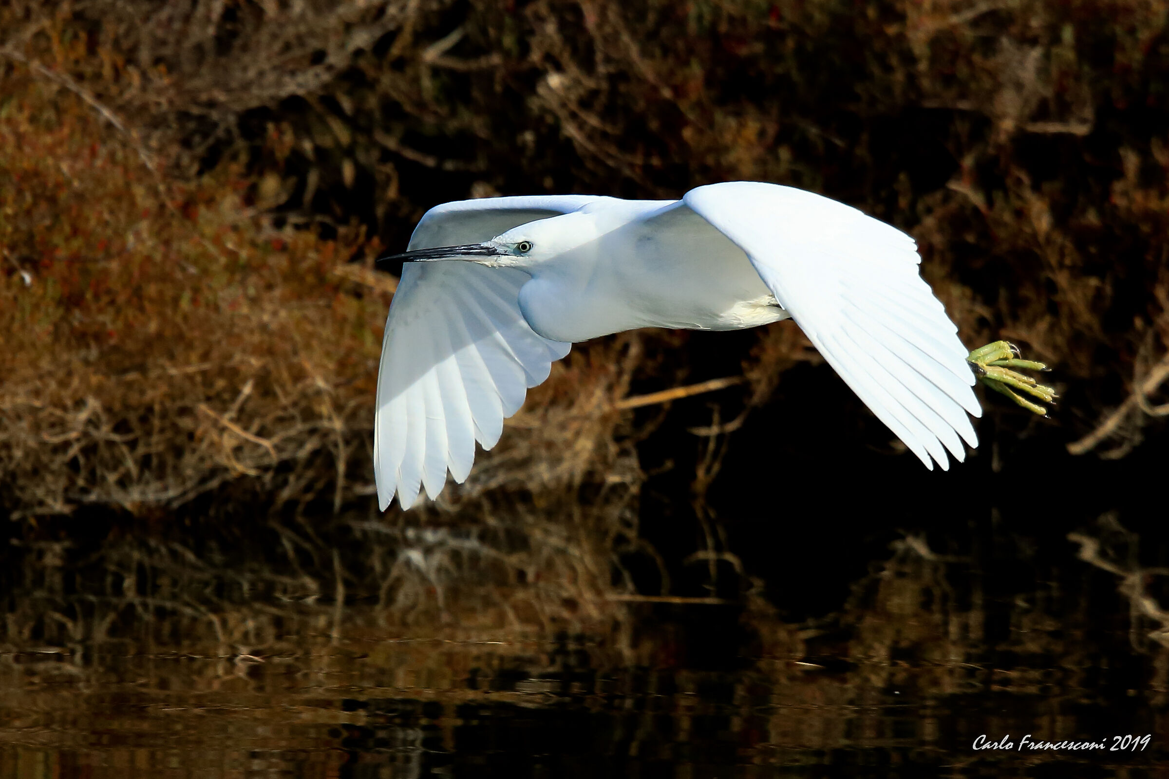 White Heron fleeing